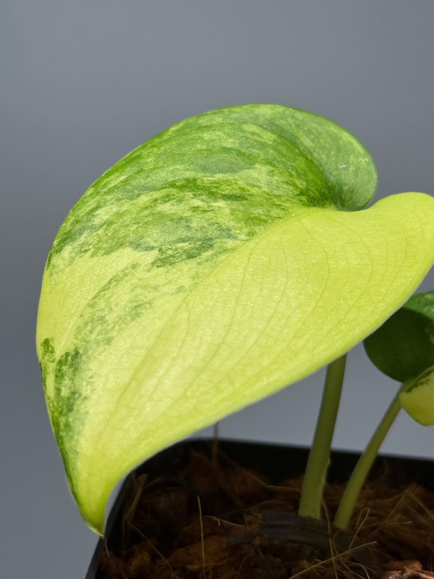 スキンダプサス ジェイドサテン オーレア  / Scindapsus jadesatin aurea (1)