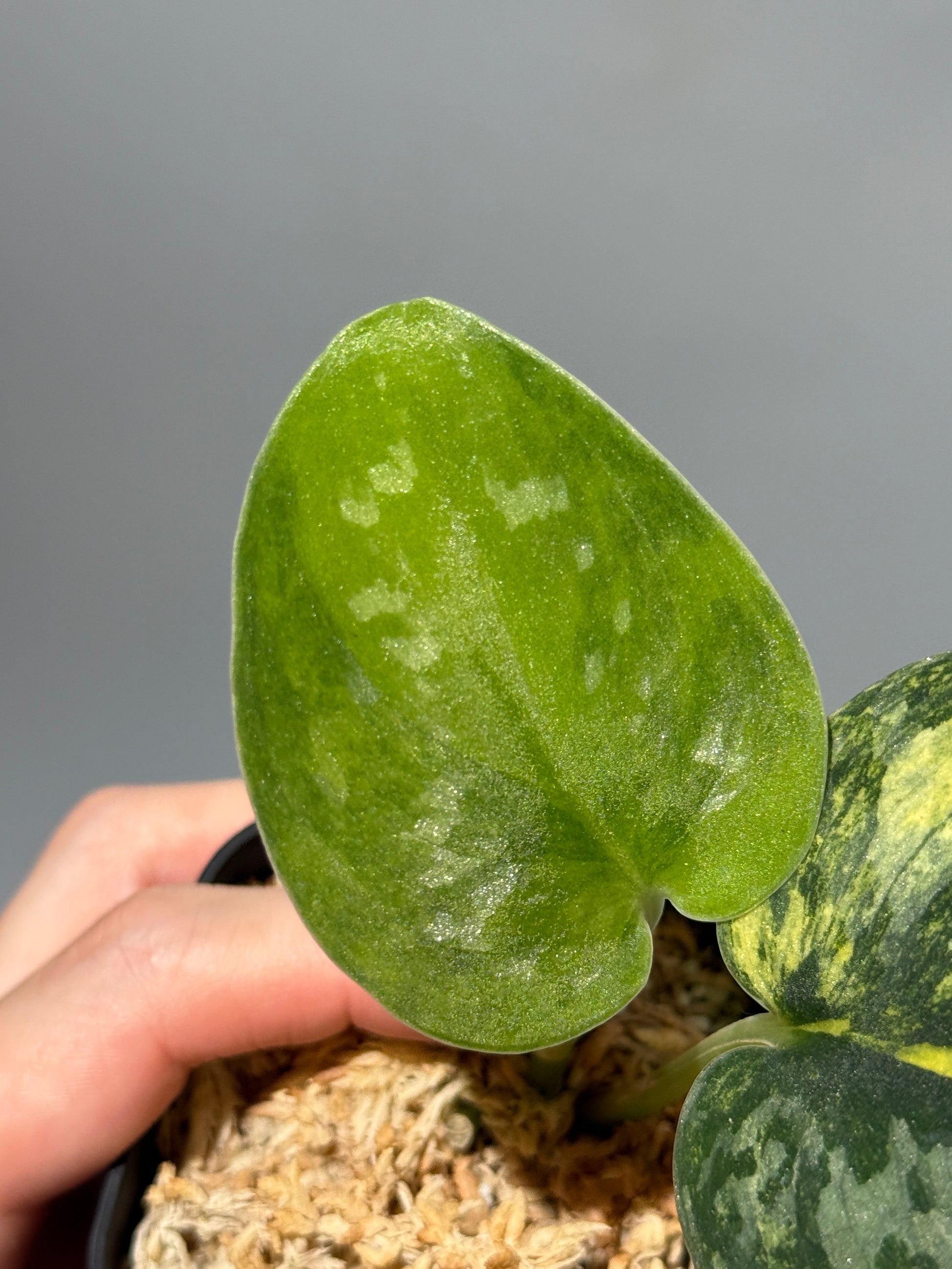 スキンダプサス グリーン ダイヤモンド / Scindapsus Green diamond (2)