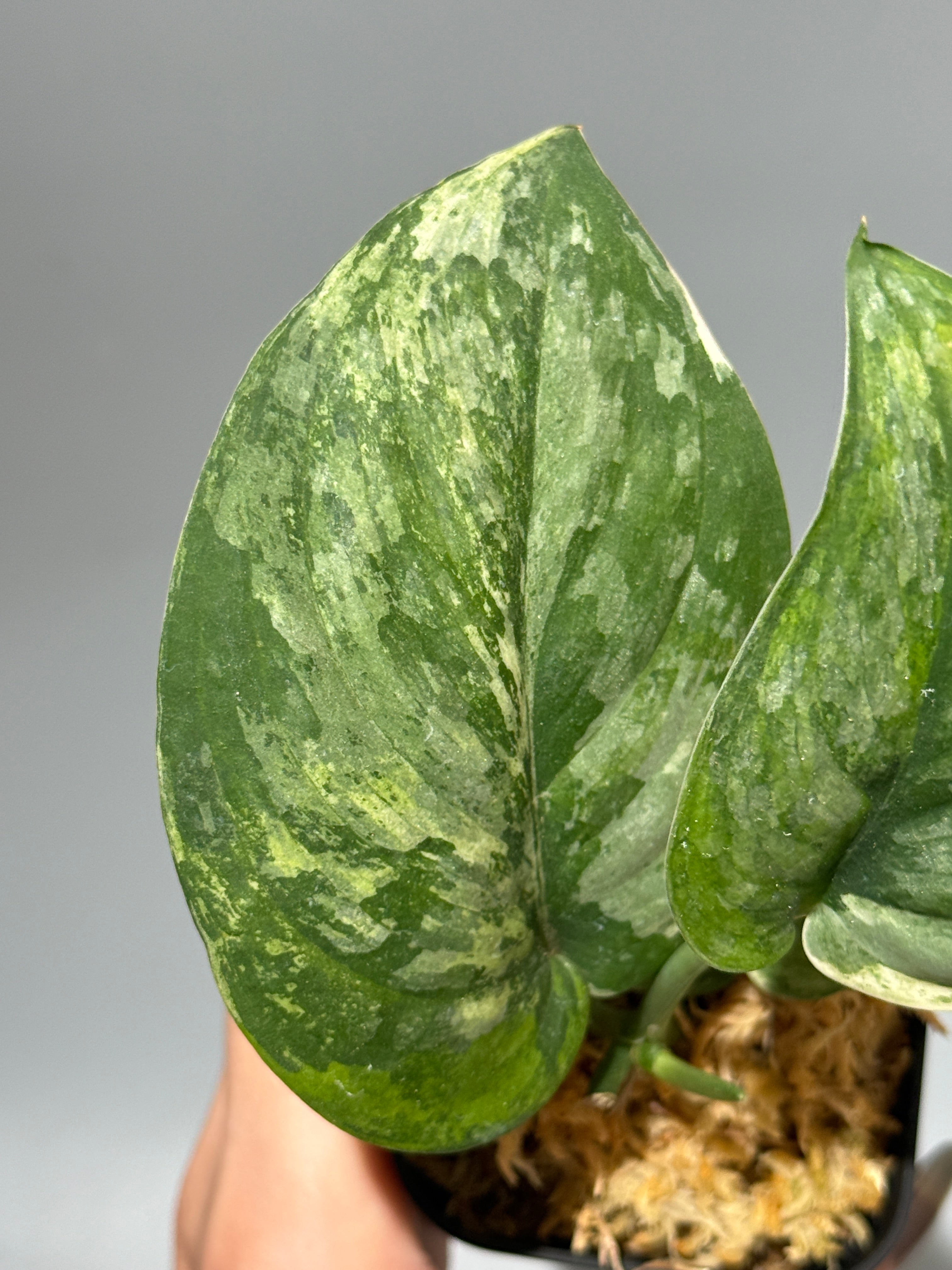 All Plants – Nakayama-Plants