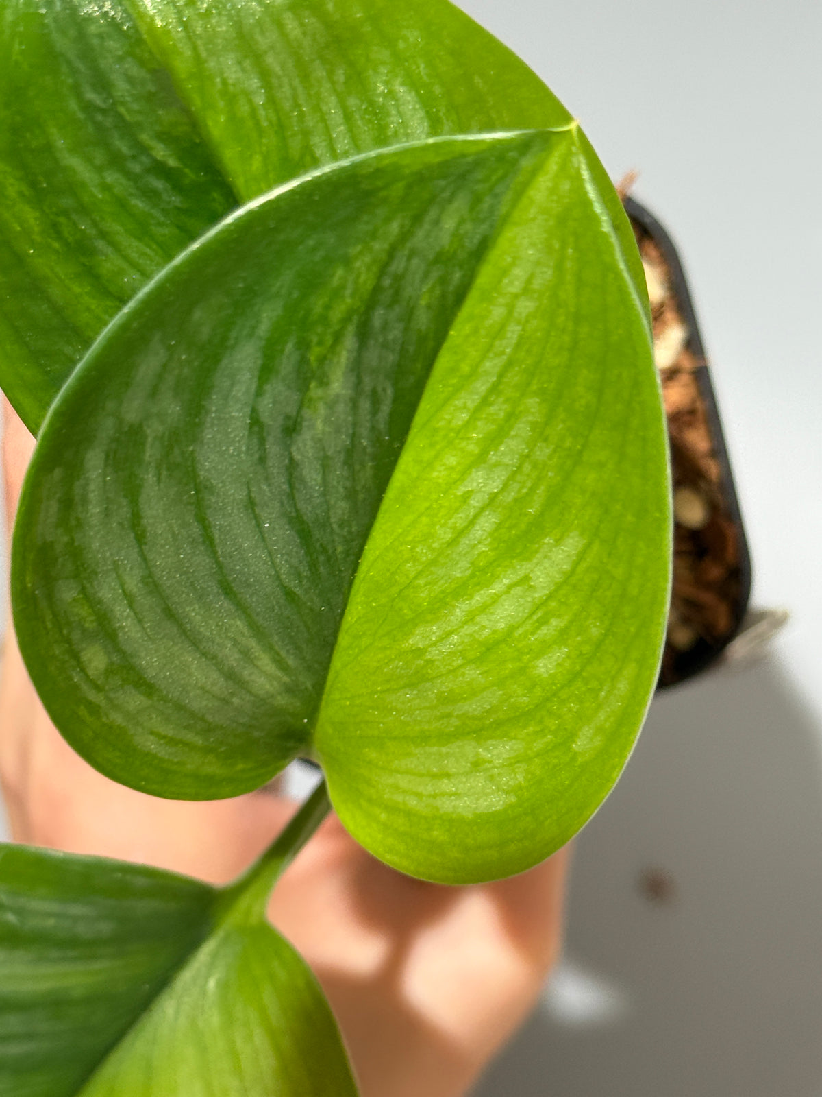 スキンダプサス ルビコン GOG  / Scindapsus rubicon GOG  (1)
