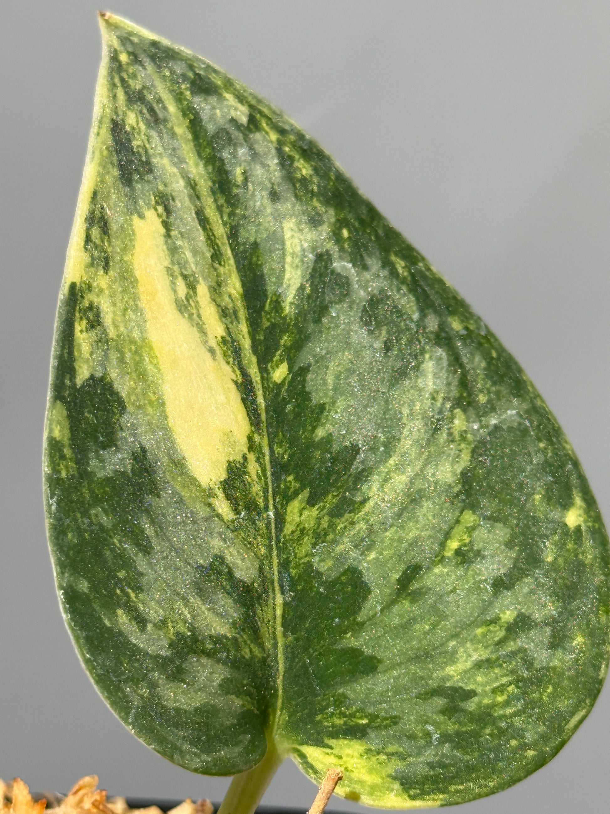 スキンダプサス グリーン ダイヤモンド / Scindapsus Green diamond (1)