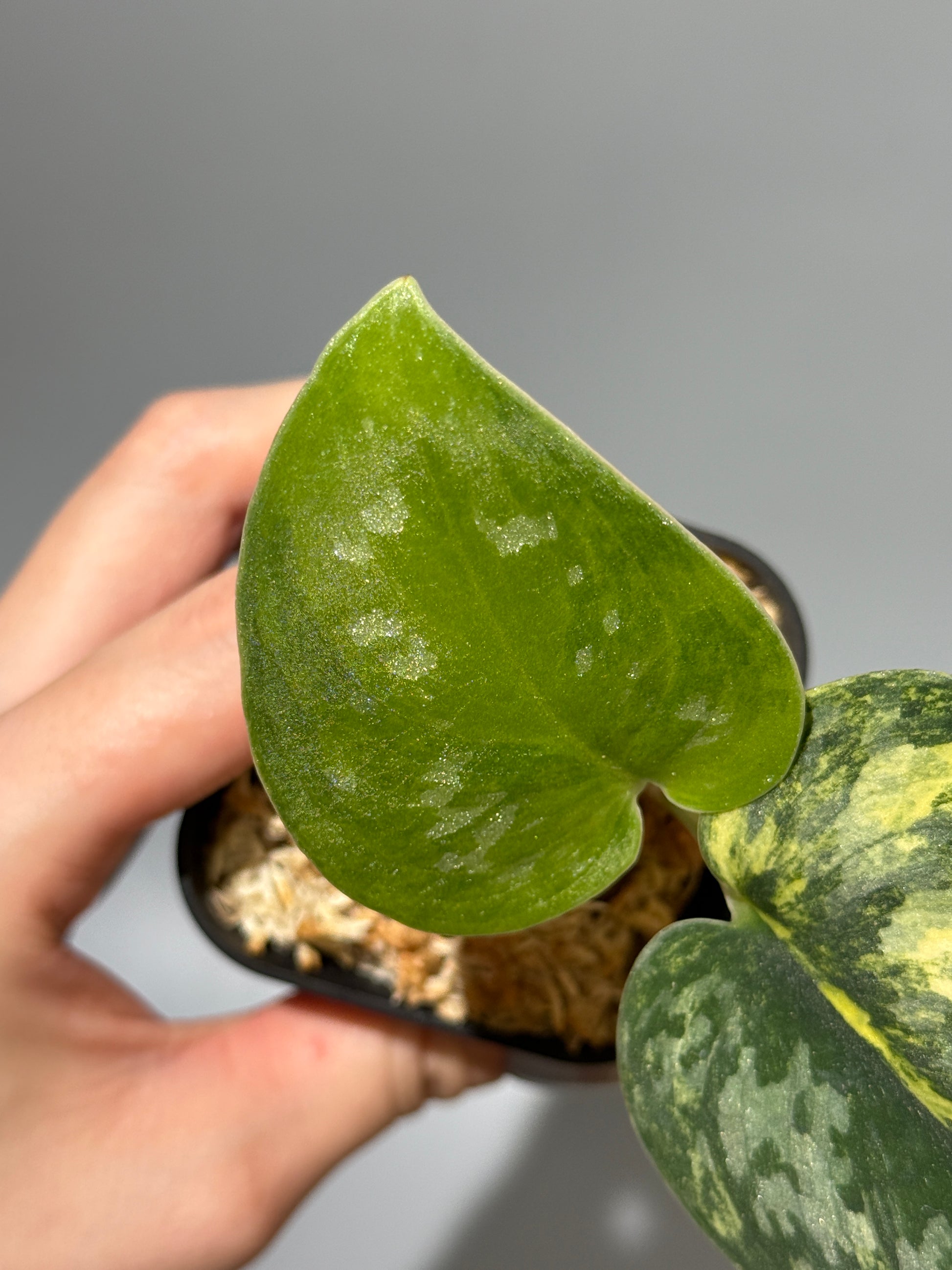 スキンダプサス グリーン ダイヤモンド / Scindapsus Green diamond (2)