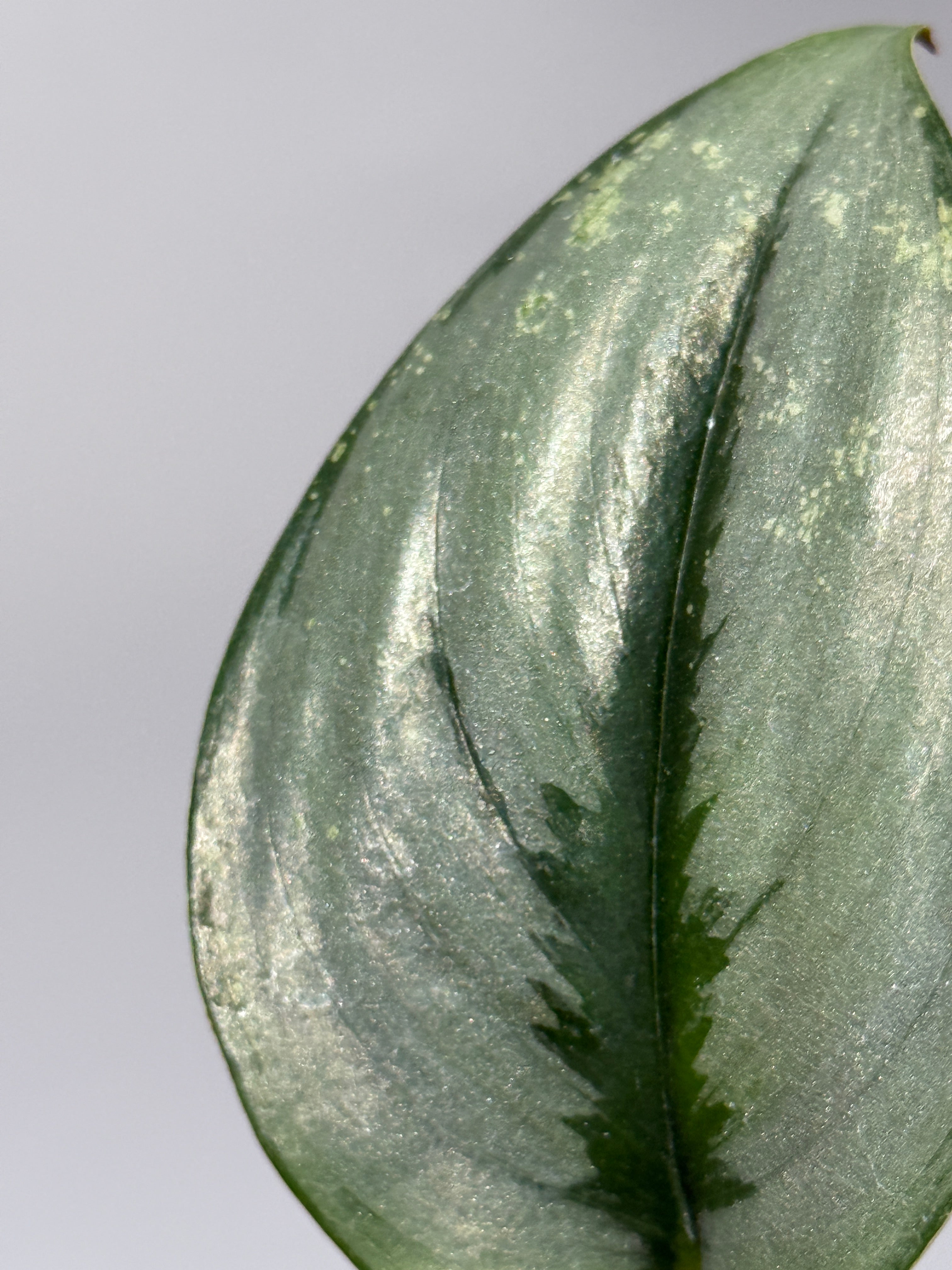 All Plants – Nakayama-Plants