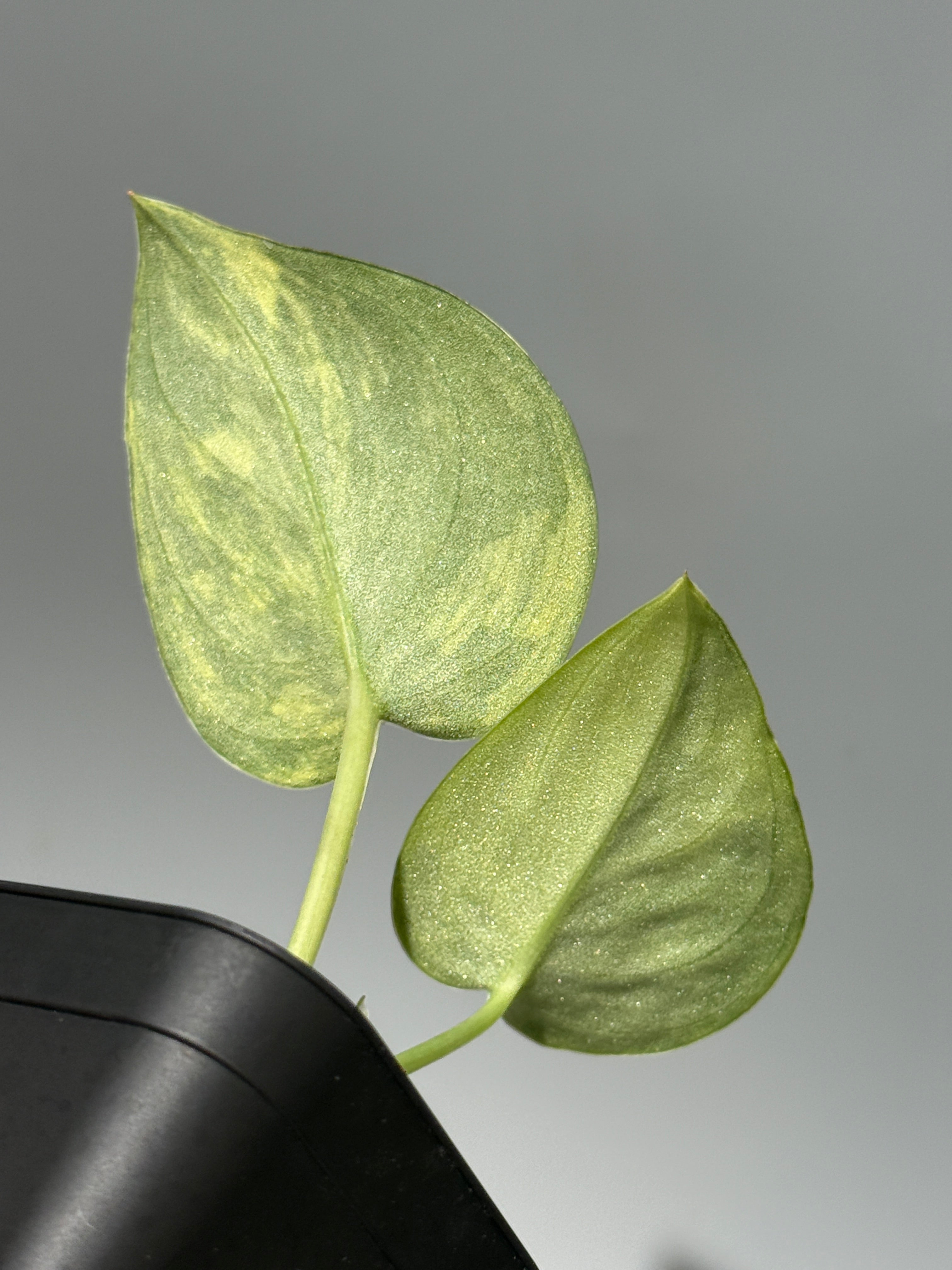 スキンダプサス グリーン ダイヤモンド / Scindapsus Green diamond (1
