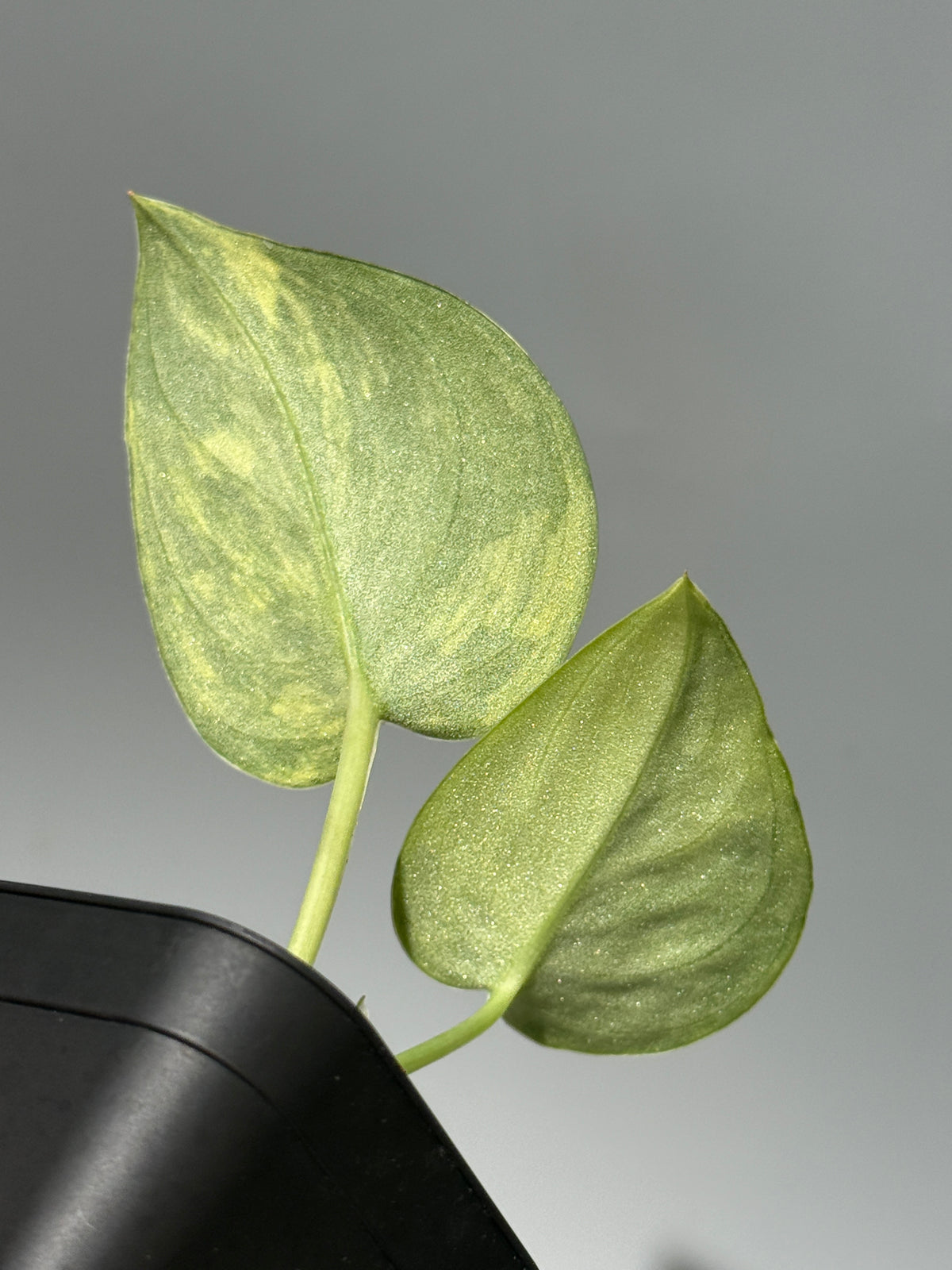 スキンダプサス グリーン ダイヤモンド / Scindapsus Green diamond (1)