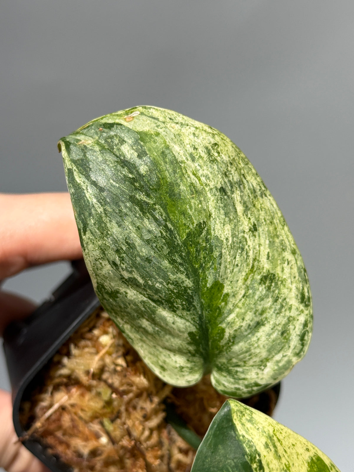 スキンダプサス エキゾチカ サラカ トリカラー  / Scindapsus Exotica salaka toricolor (1)