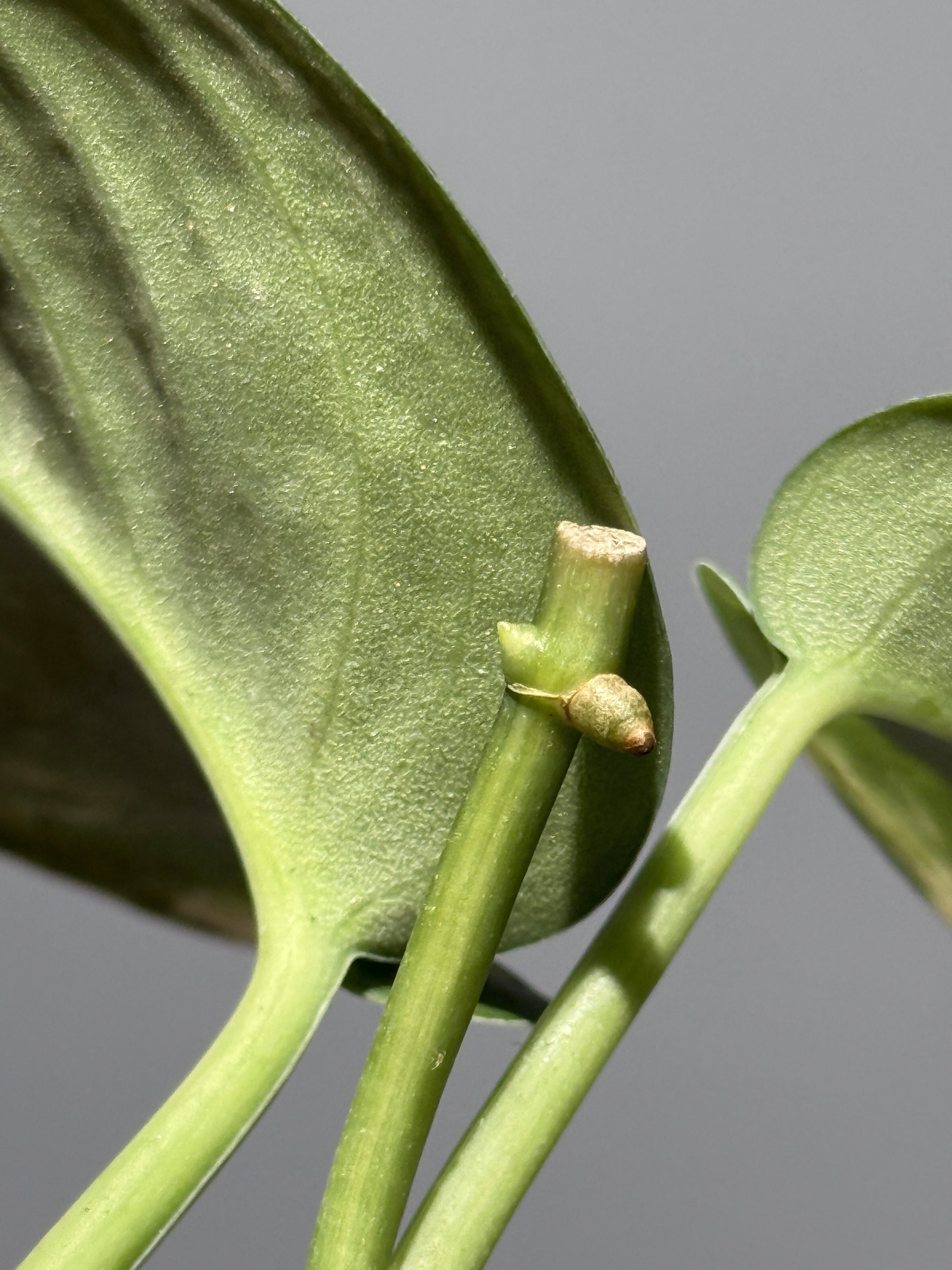 スキンダプサス ジェイドサテン オーレア  / Scindapsus jadesatin aurea (2)