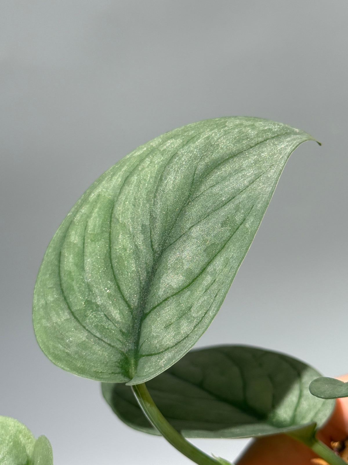 スキンダプサス グリーンベイン / Scindapsus Green vein (1)