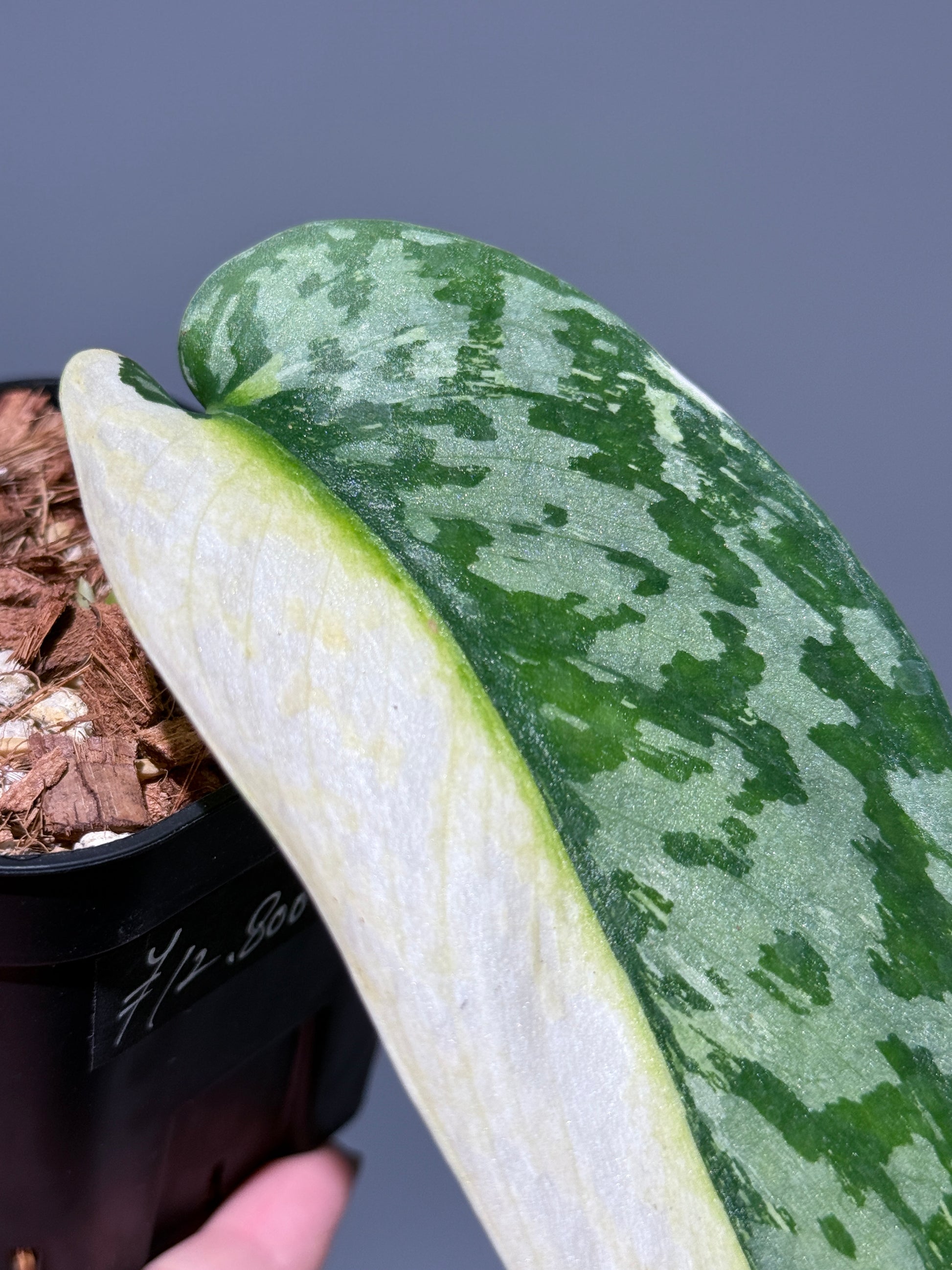 スキンダプサス ラカンビニ / Scindapsus lakambini  (1)