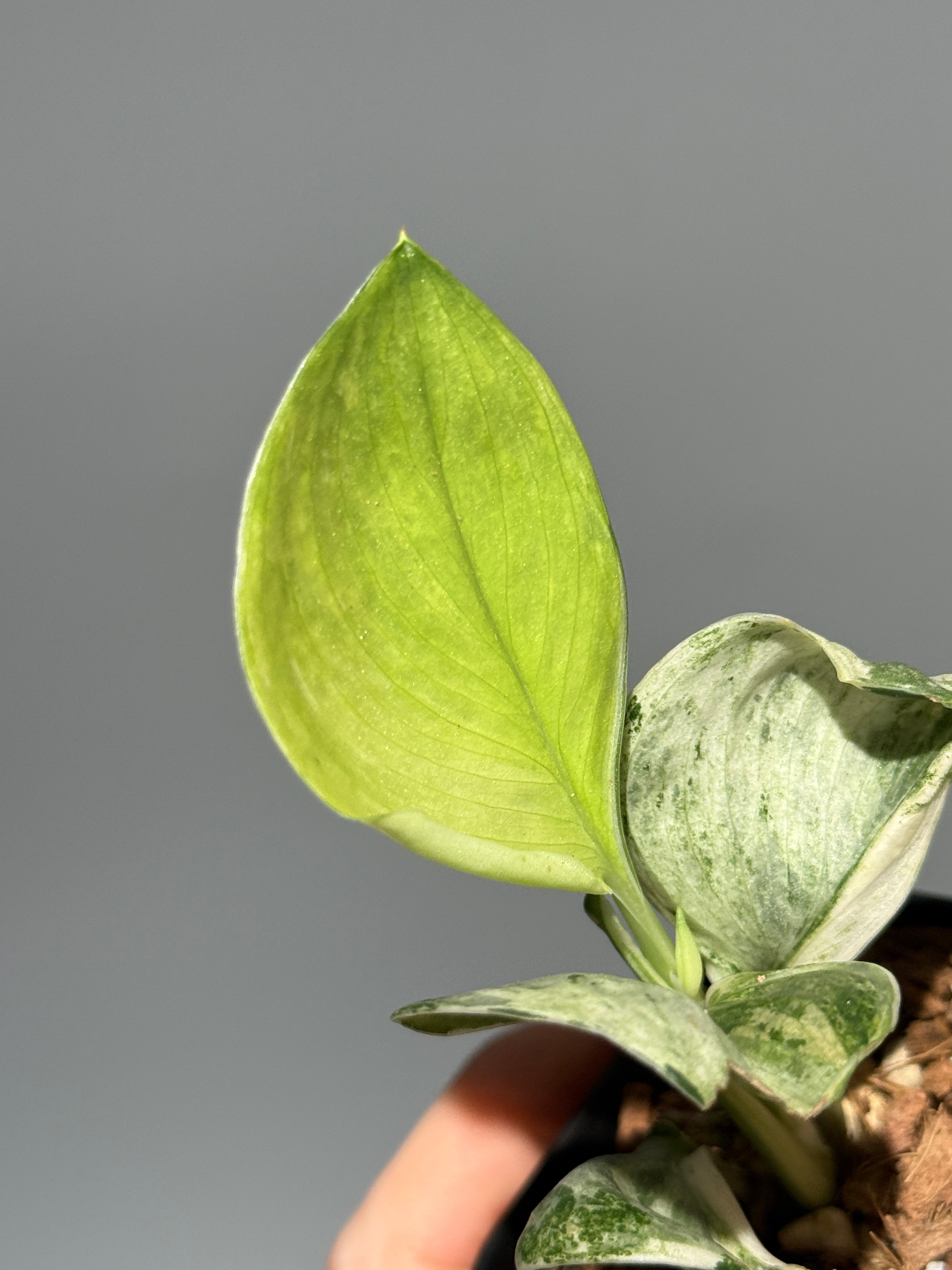 All Plants – Nakayama-Plants