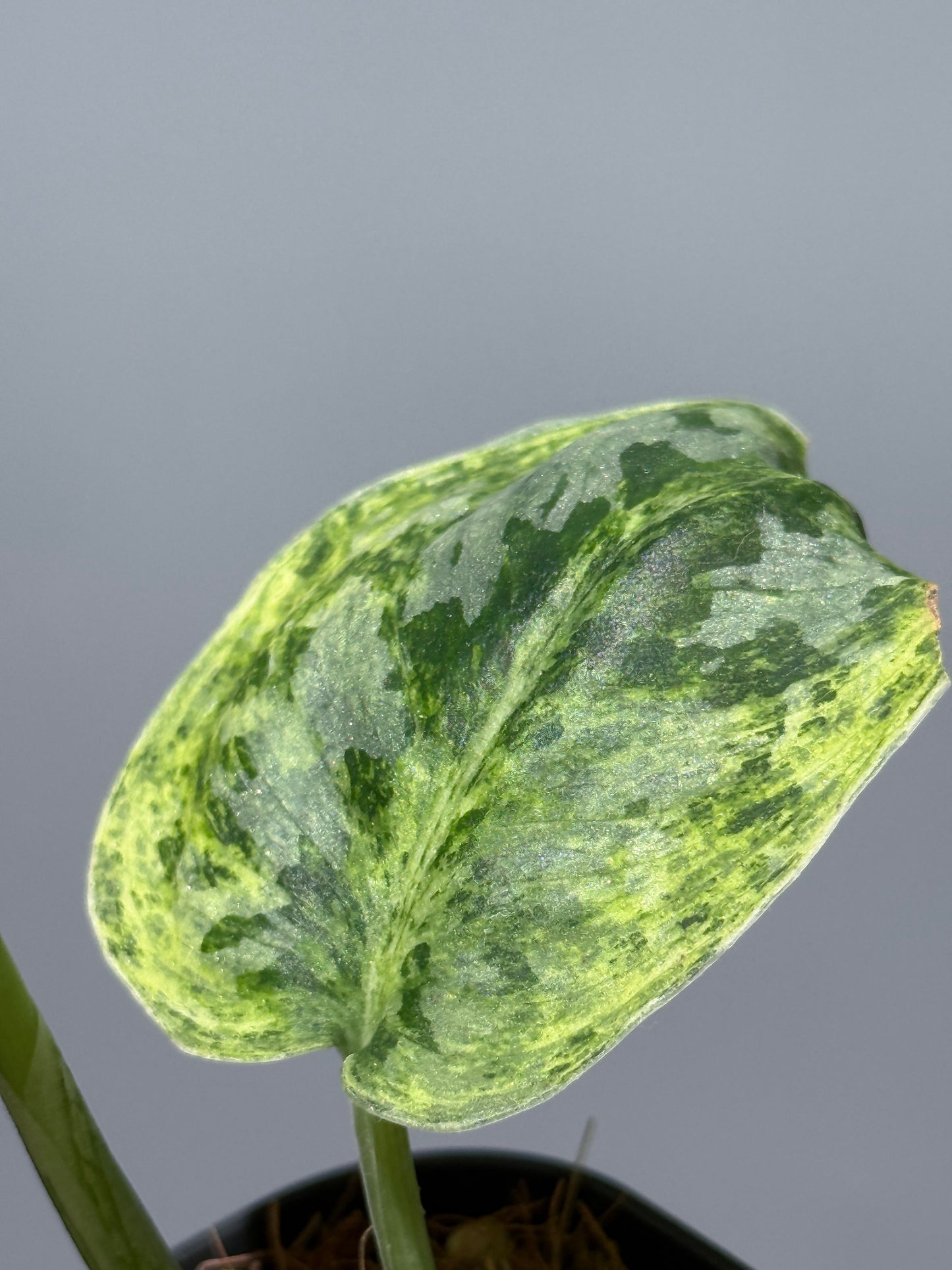 スキンダプサス テンバガ  / Scindapsus Tembaga (1)