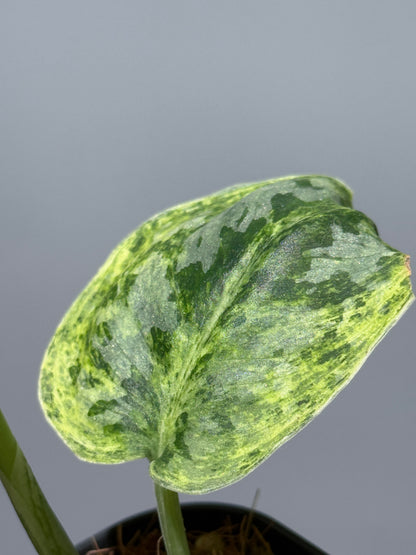 スキンダプサス テンバガ  / Scindapsus Tembaga (1)