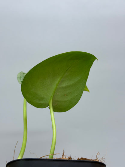 スキンダプサス sp.ジャンビ / Scindapsus sp.jambi (1)