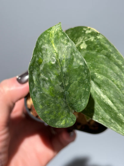 スキンダプサス レオパード / Scindapsus Leopard (1)