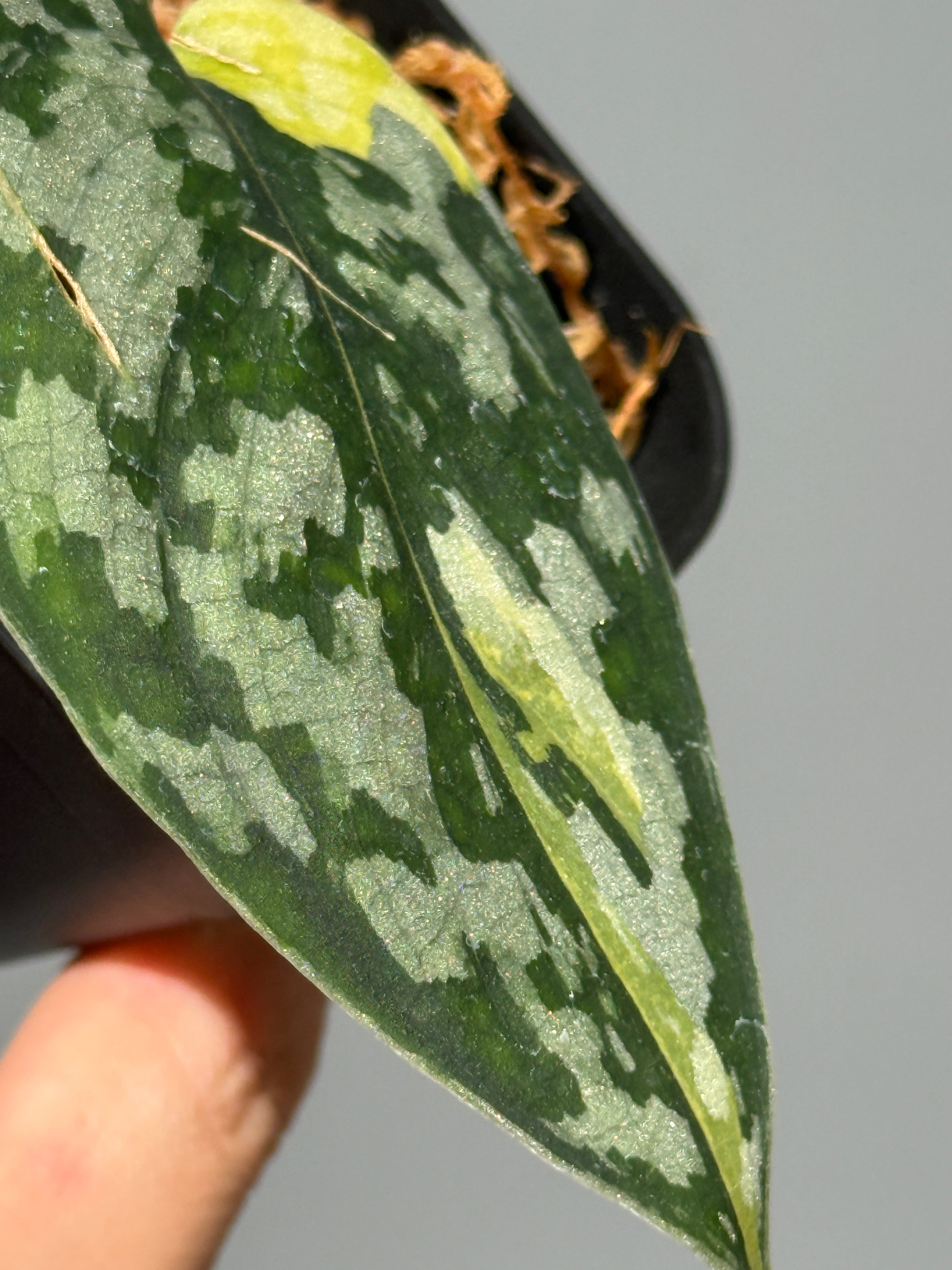 スキンダプサス マハリカ / Scindapsus maharlika (2) – Nakayama-Plants