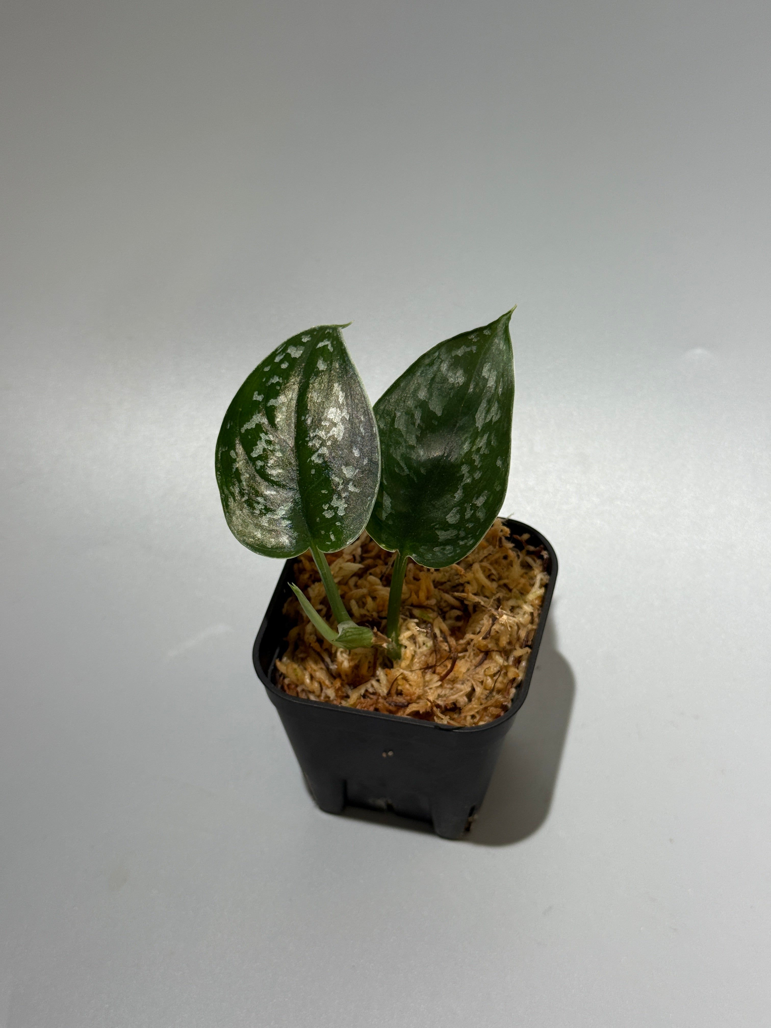 All Plants – Nakayama-Plants