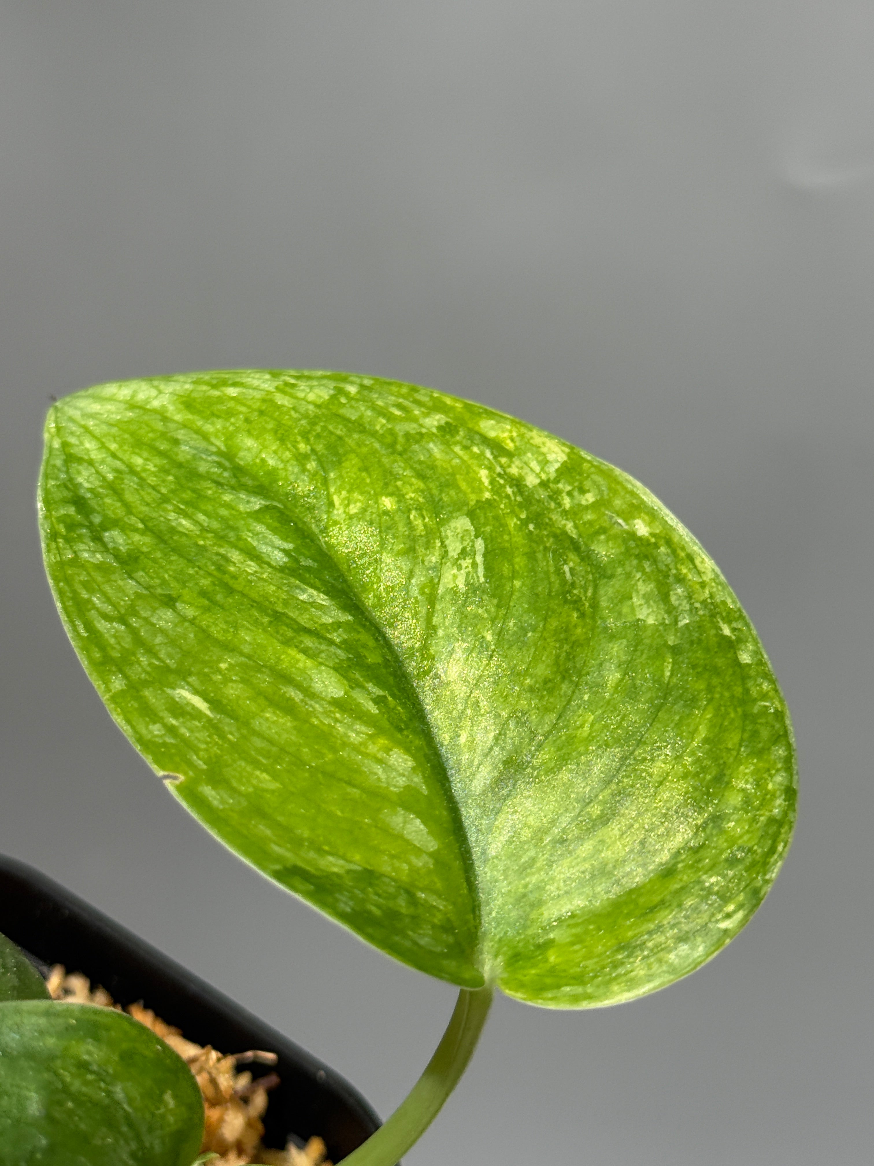 All Plants – Page 2 – Nakayama-Plants
