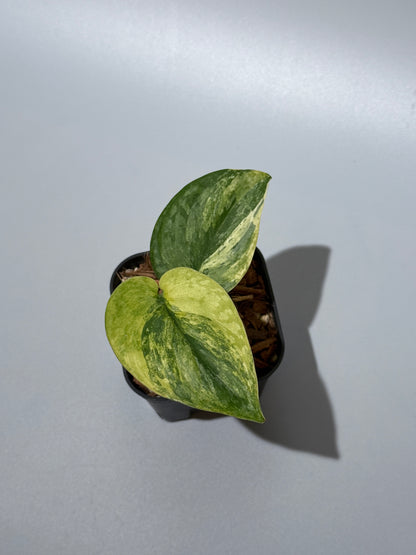 スキンダプサス プサカ / Scindapsus pusaka  (2)