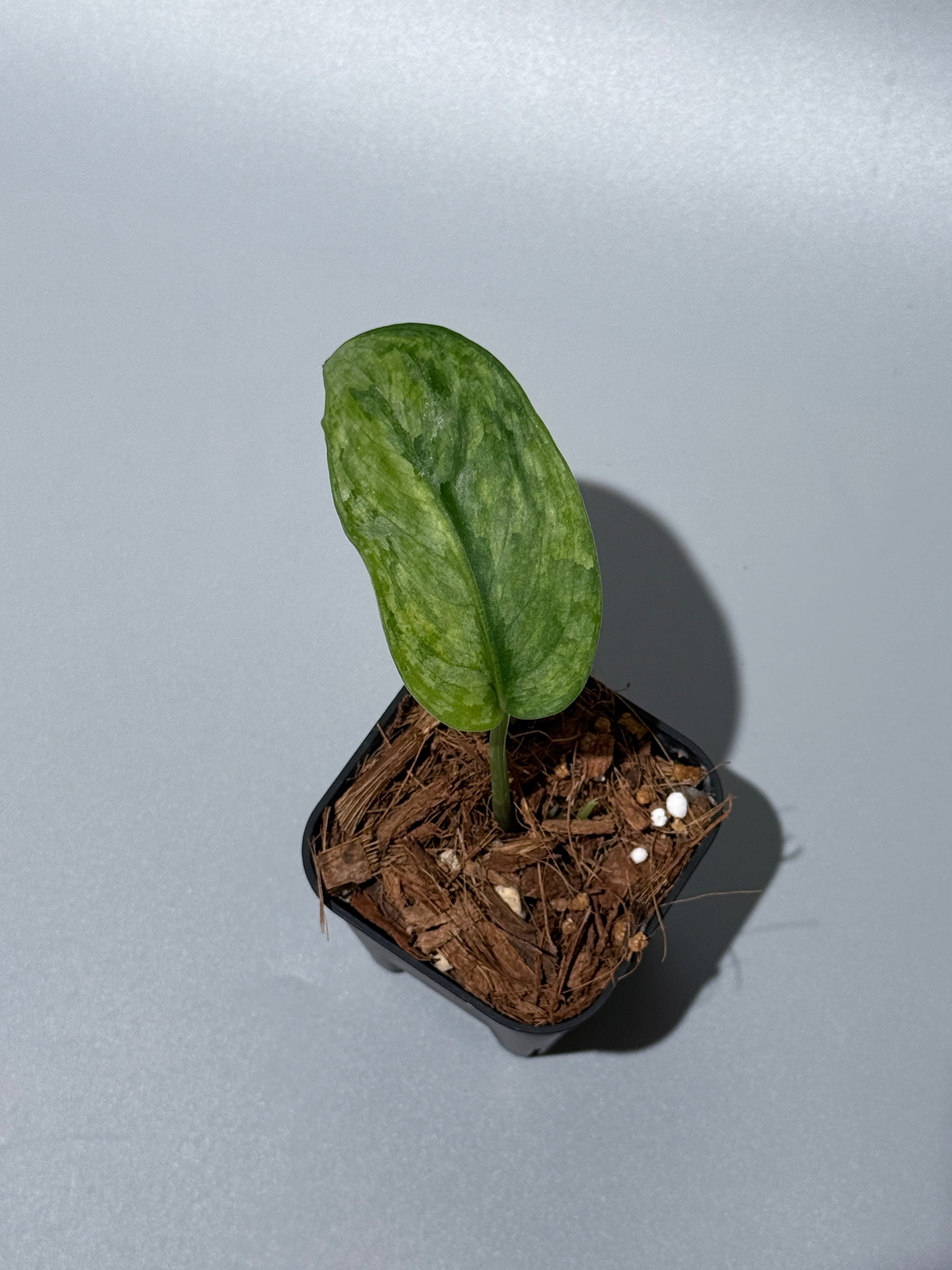 Nakayama Plants – Nakayama-Plants