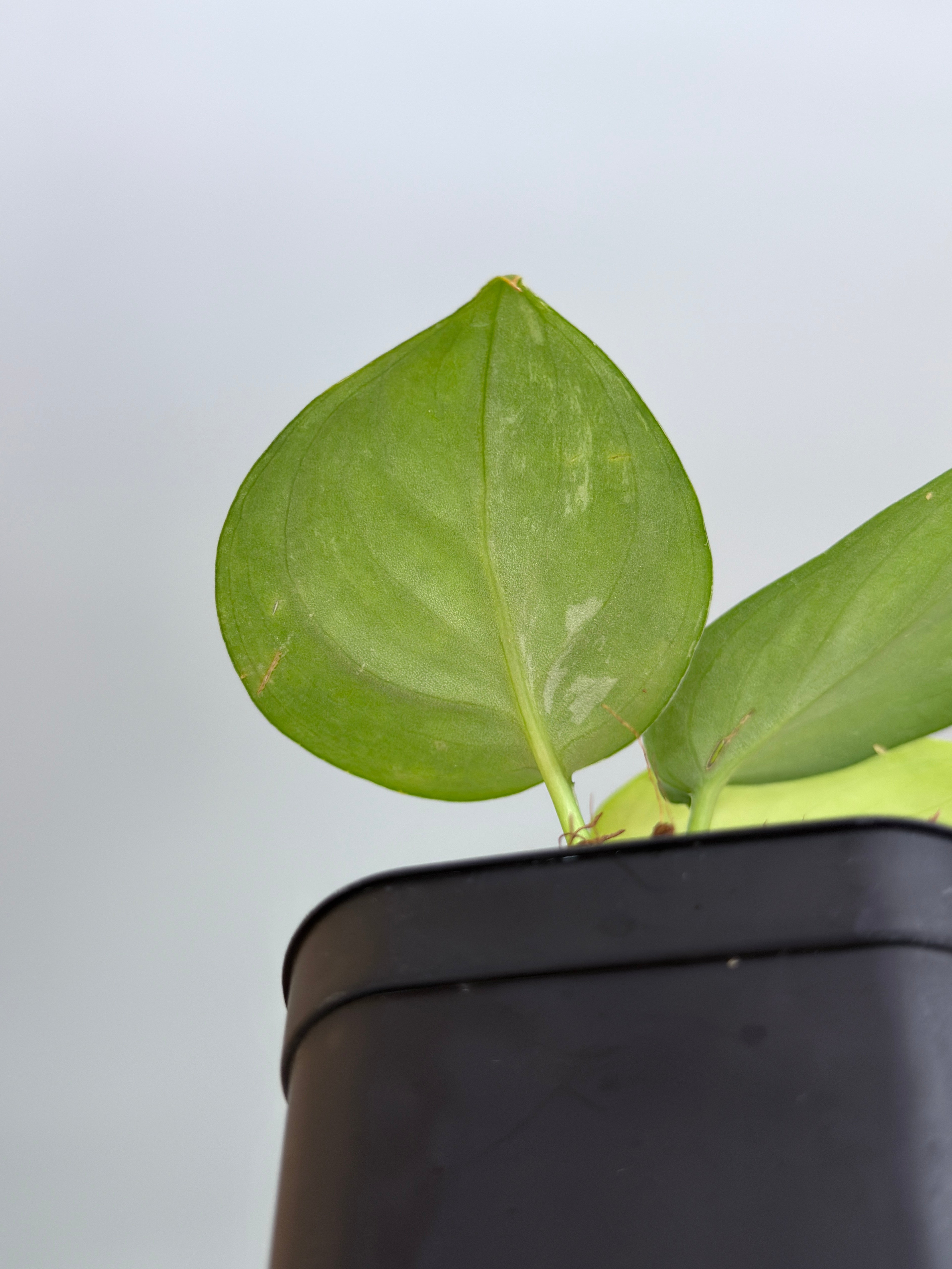 スキンダプサス ダークスプラッシュ / Scindapsus darksplash (1