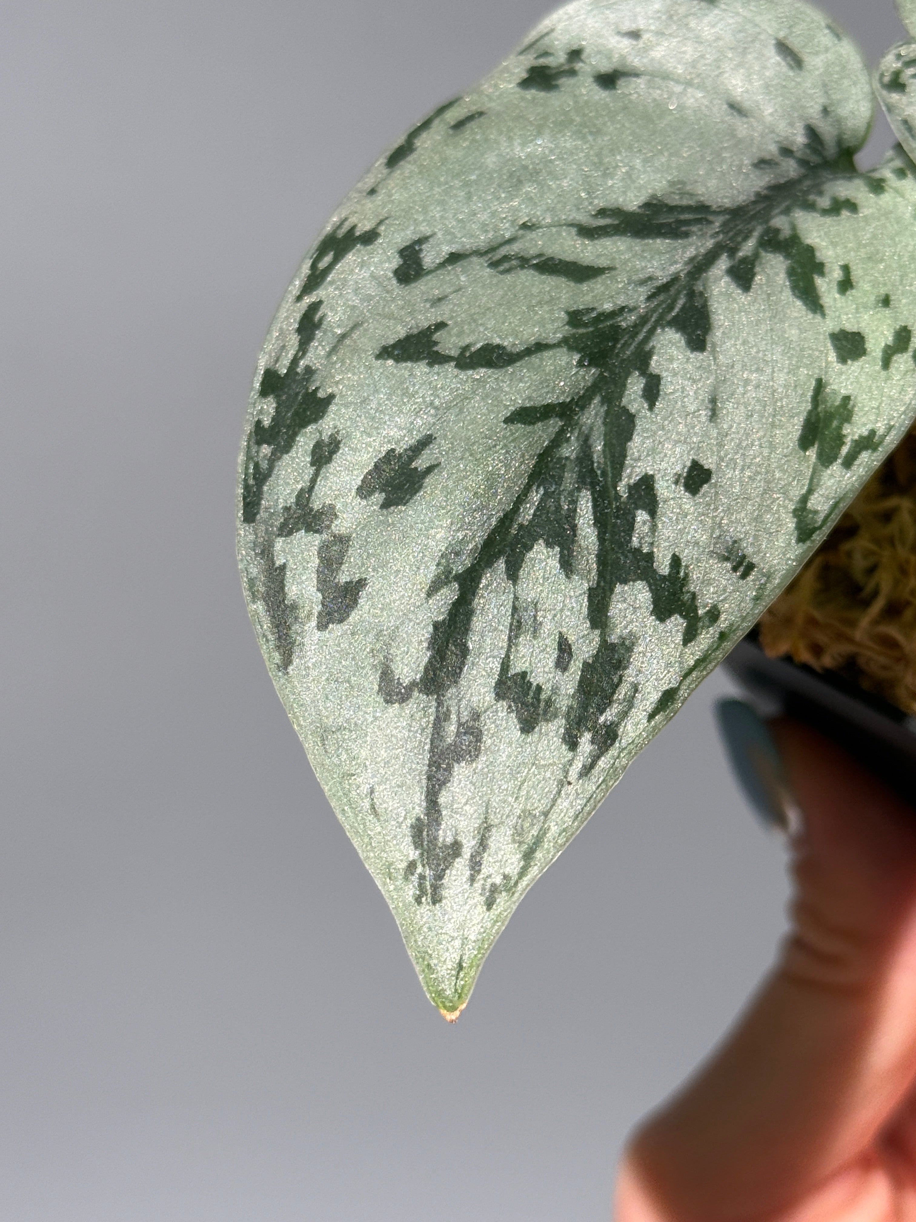 All Plants – Nakayama-Plants