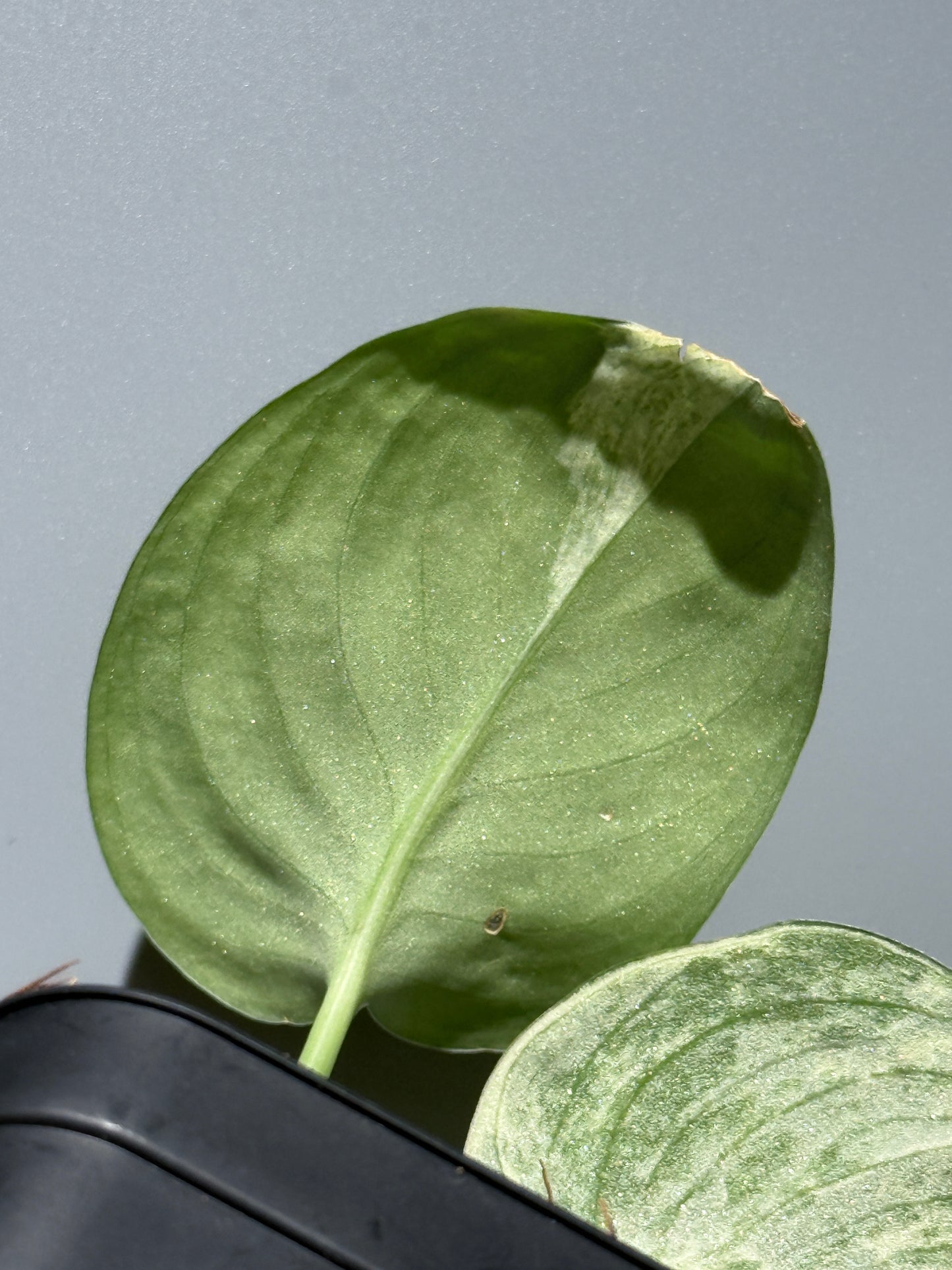 スキンダプサススーパームーン チリン / Scindapsus Supermoon tilung (1)