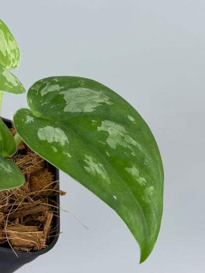 スキンダプサス エキゾチカ グローシ sp.サラワク / Scindapsus exotica glosy sp.serawak (3)