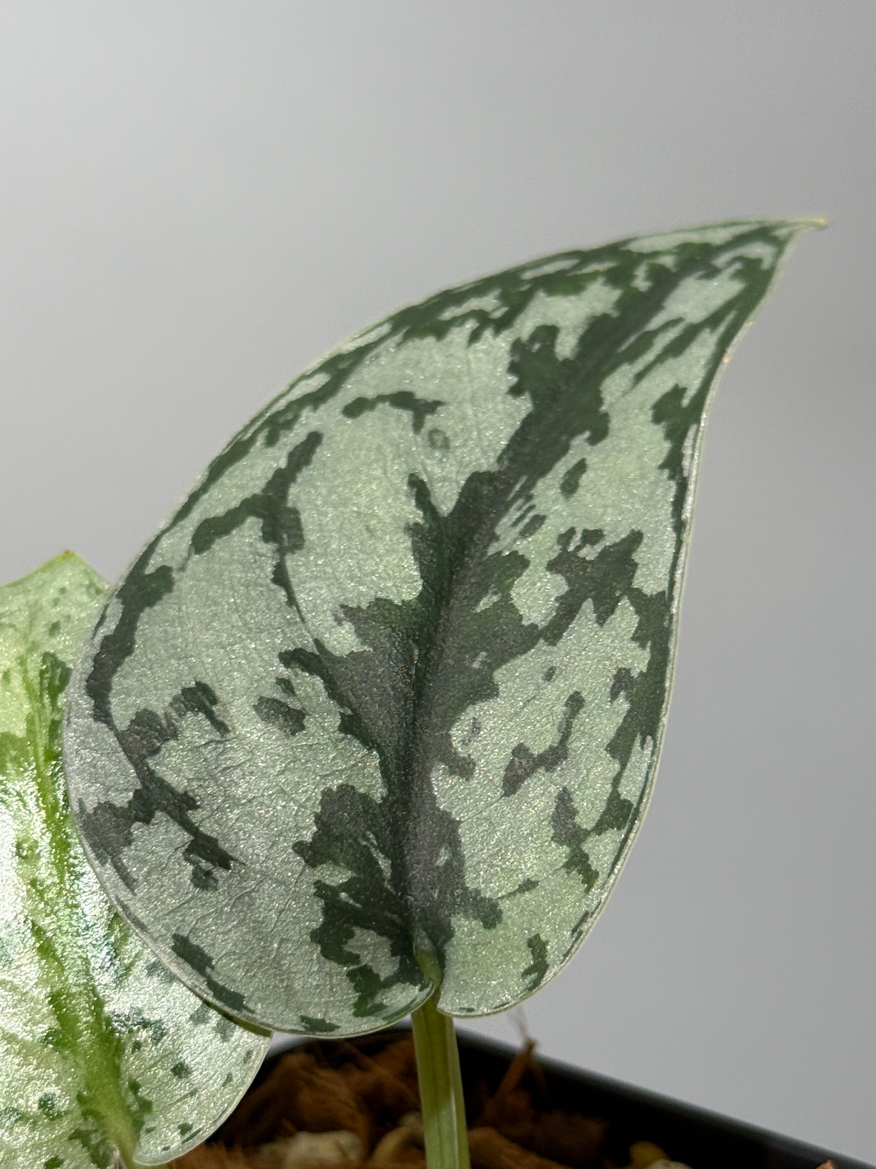 スキンダプサス シルバーレディ / Scindapsus silver lady (1