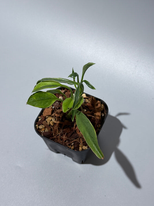 スキンダプサス トレビー ラバ リップスティック / Scindapsus Treubii lava lipstick (1)