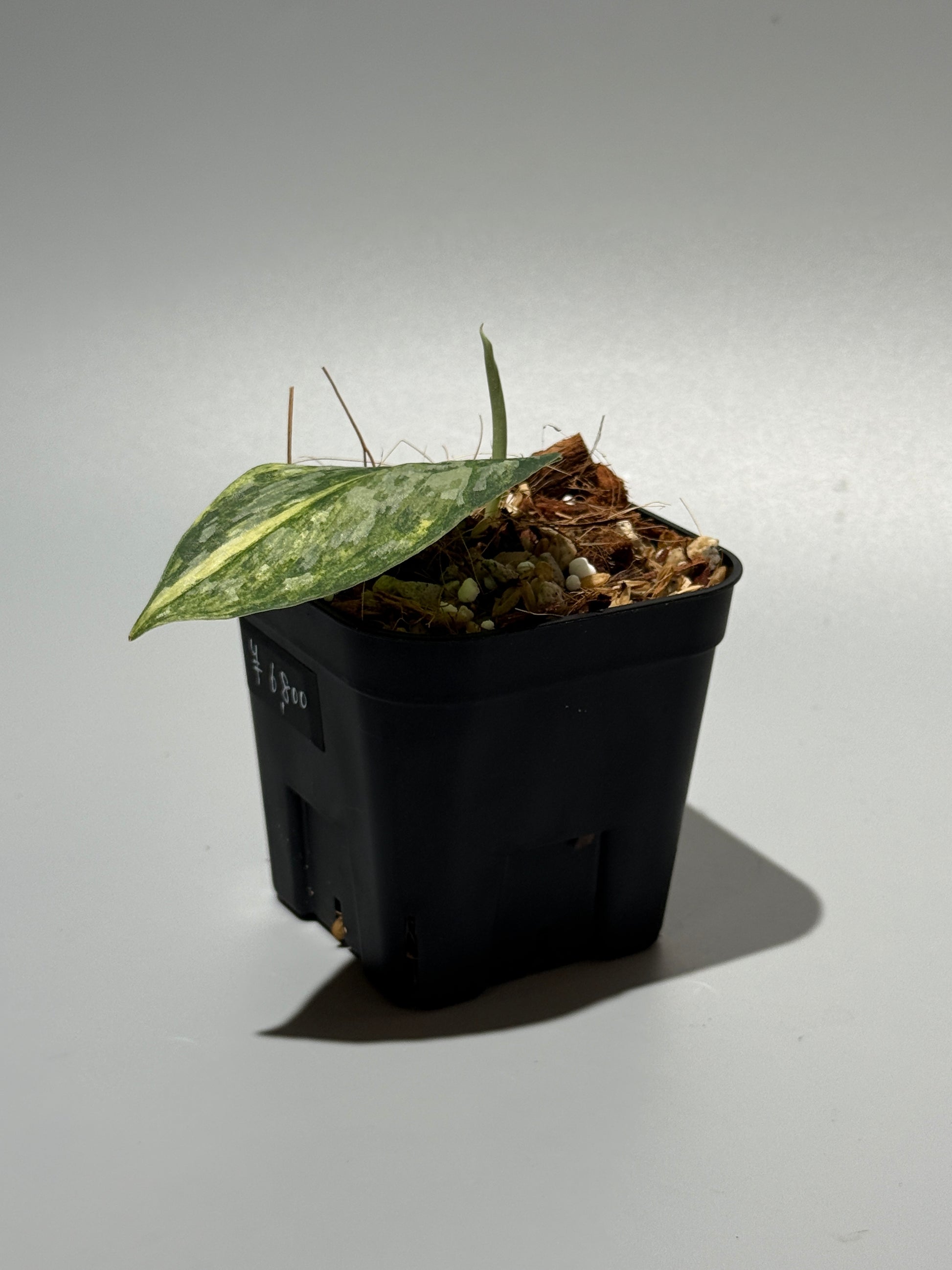 スキンダプサス ラジャタプラ  / Scindapsus Rajatapura (2)