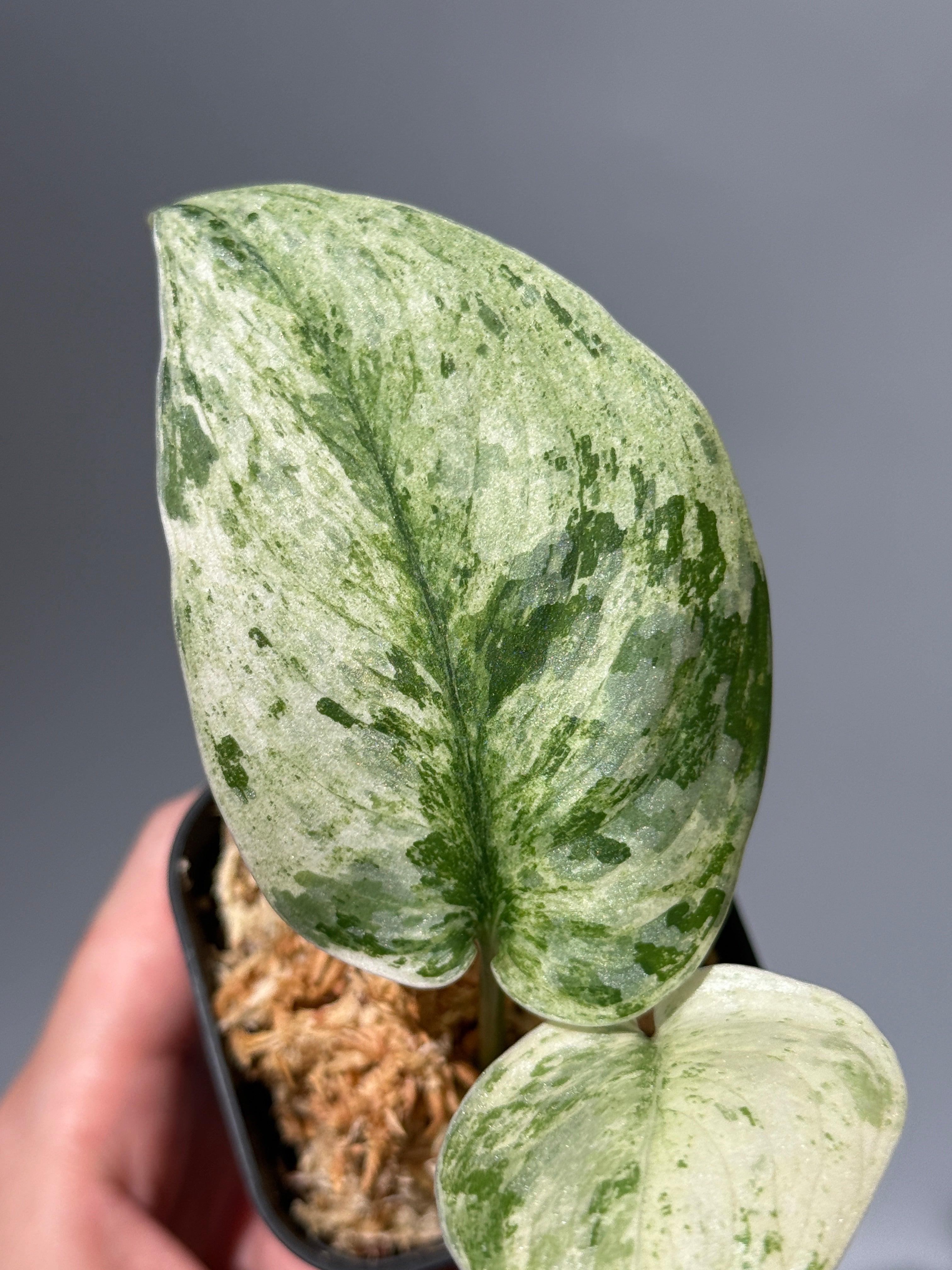 All Plants – Page 2 – Nakayama-Plants