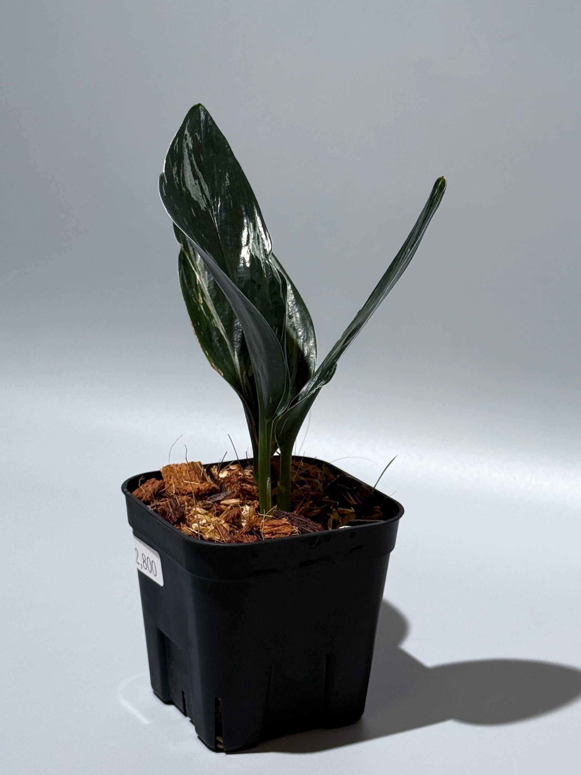 スキンダプサス トレビー ダークフォーム ミューテーション/Scindapsus Treubii darkform mutation (3)