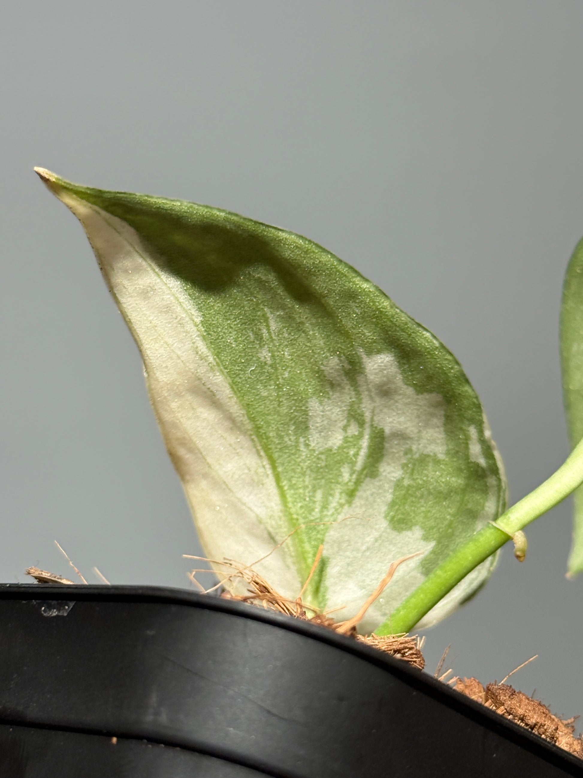 スキンダプサス マヤリ / Scindapsus mayari (1)