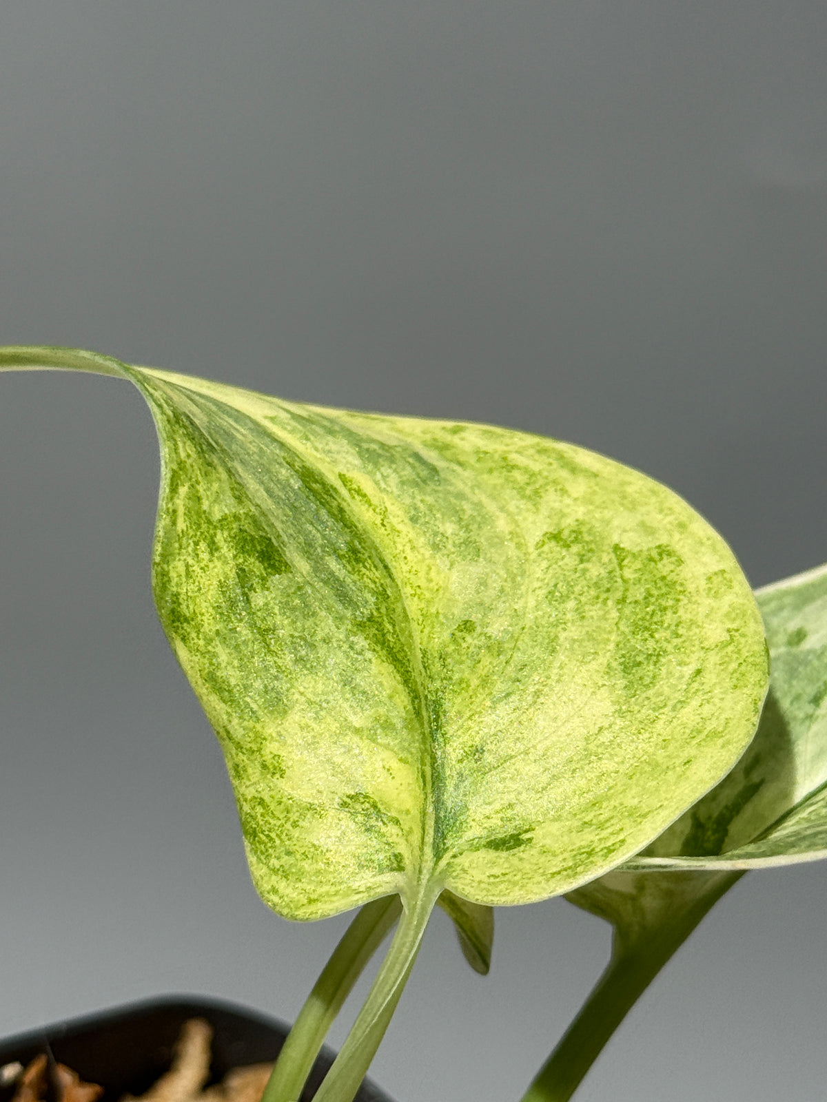 スキンダプサス ブルークラウド トリカラー / Scindapsus Exotica cloud tricolor (2)