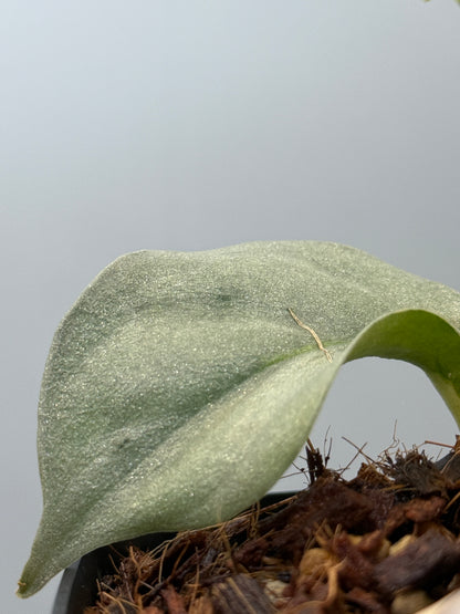 スキンダプサス ウィアード / Scindapsus Weirdo (3)