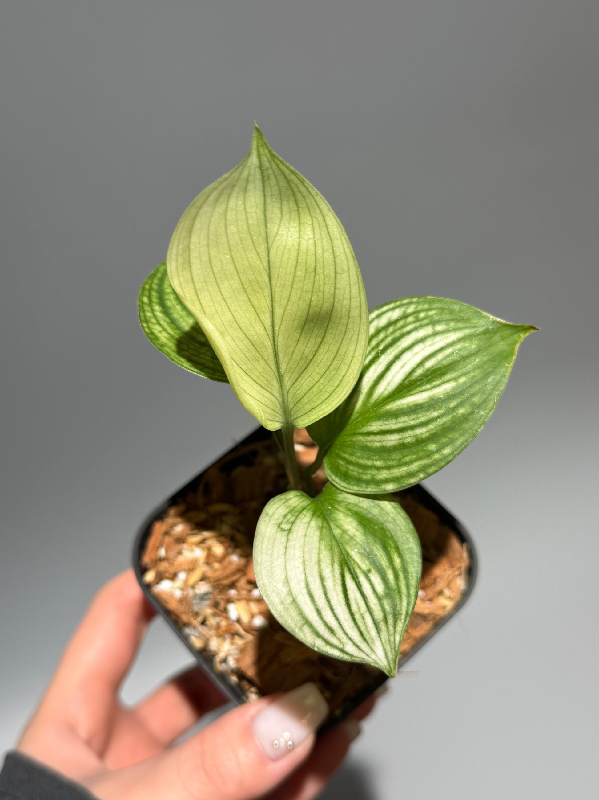 スキンダプサス ホワイトモンスター / Scindapsus whitemonster (2)