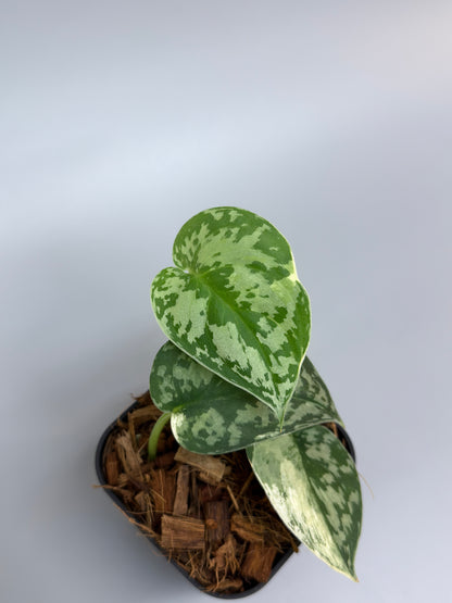 スキンダプサス マヤリ / Scindapsus mayari (3)