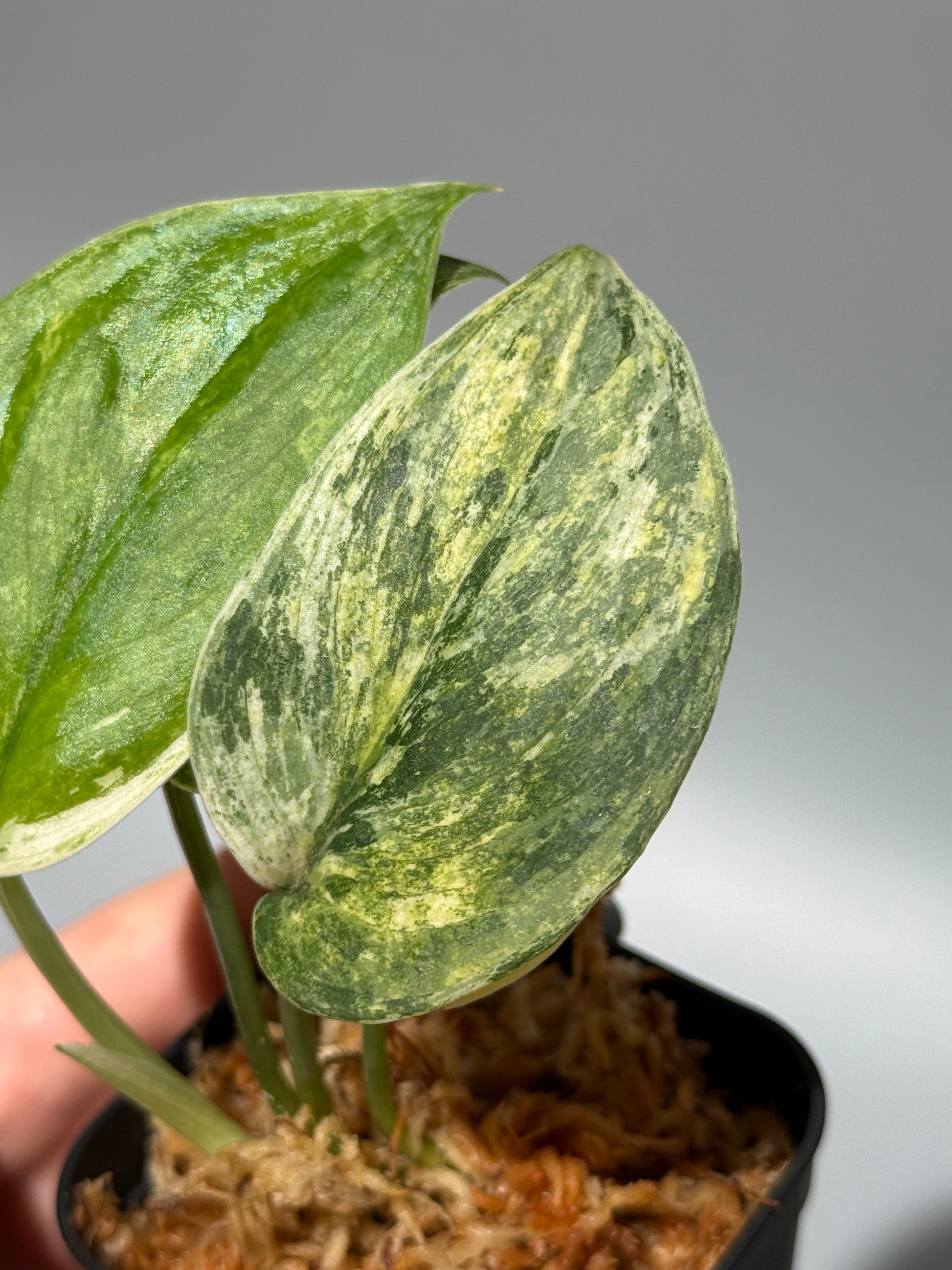 スキンダプサス シリワンギ トリカラー  / Scindapsus Siliwangi tricolor (1)