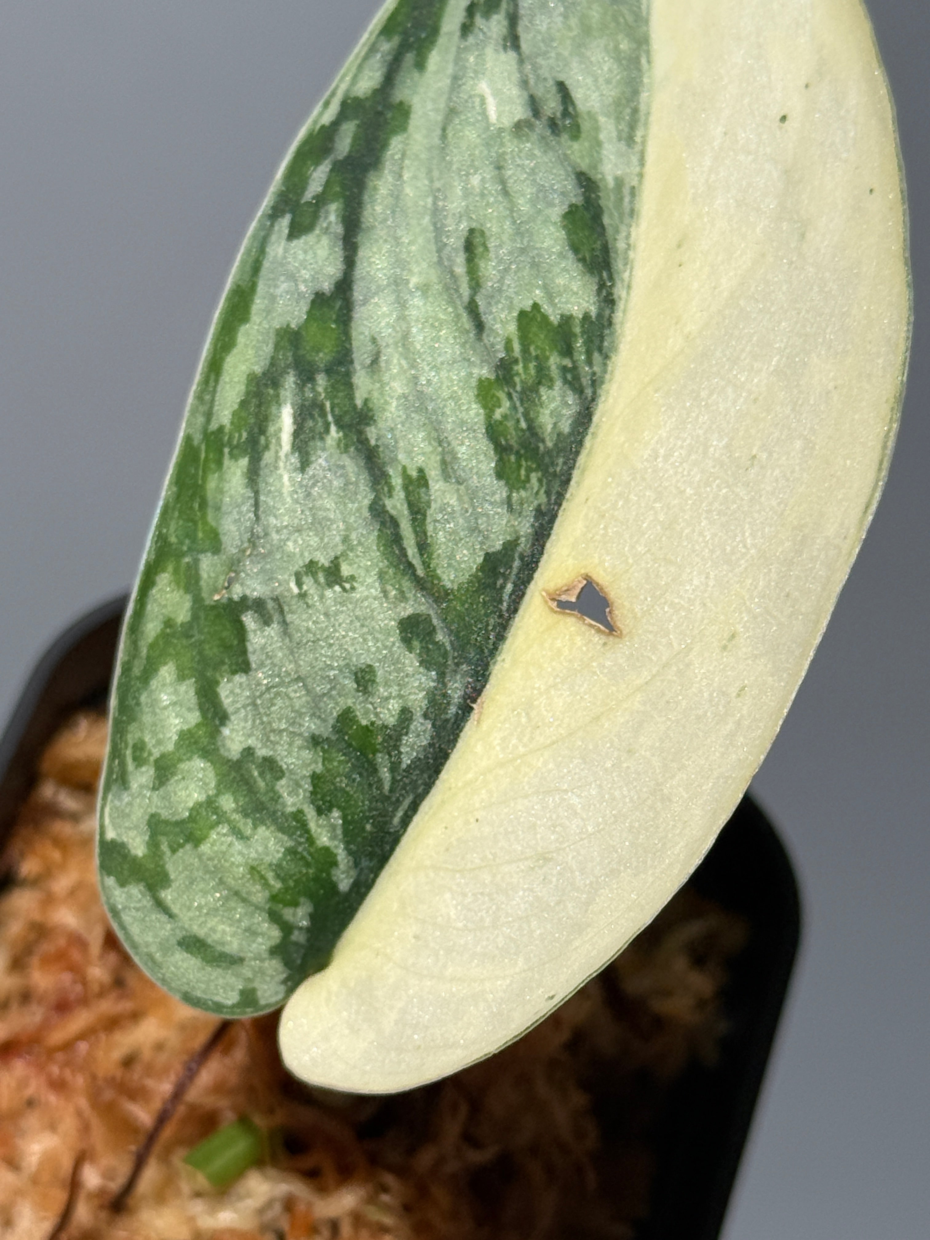 All Plants – Page 2 – Nakayama-Plants