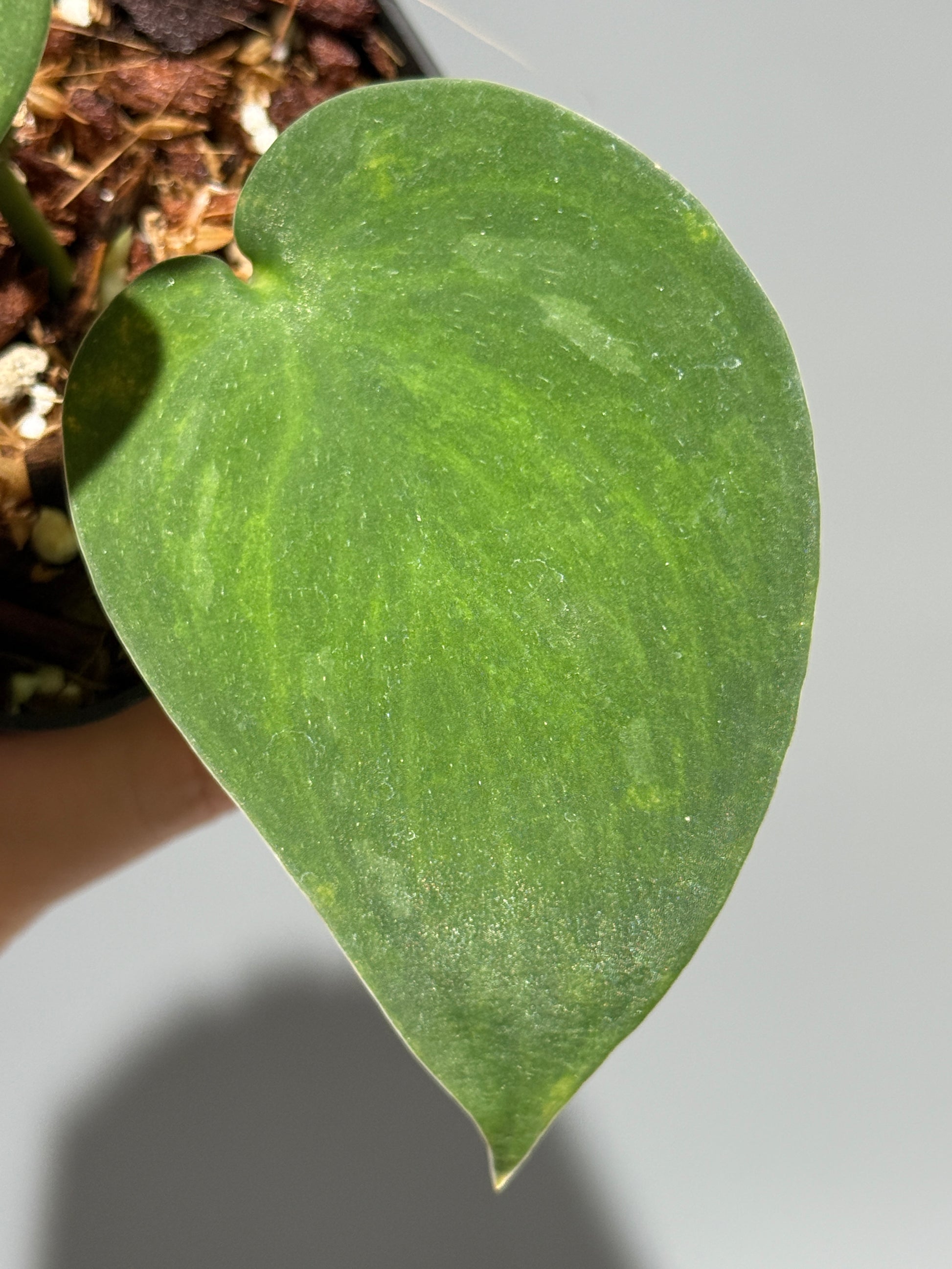 スキンダプサス グリーン エメラルド / Scindapsus green emerald (1)