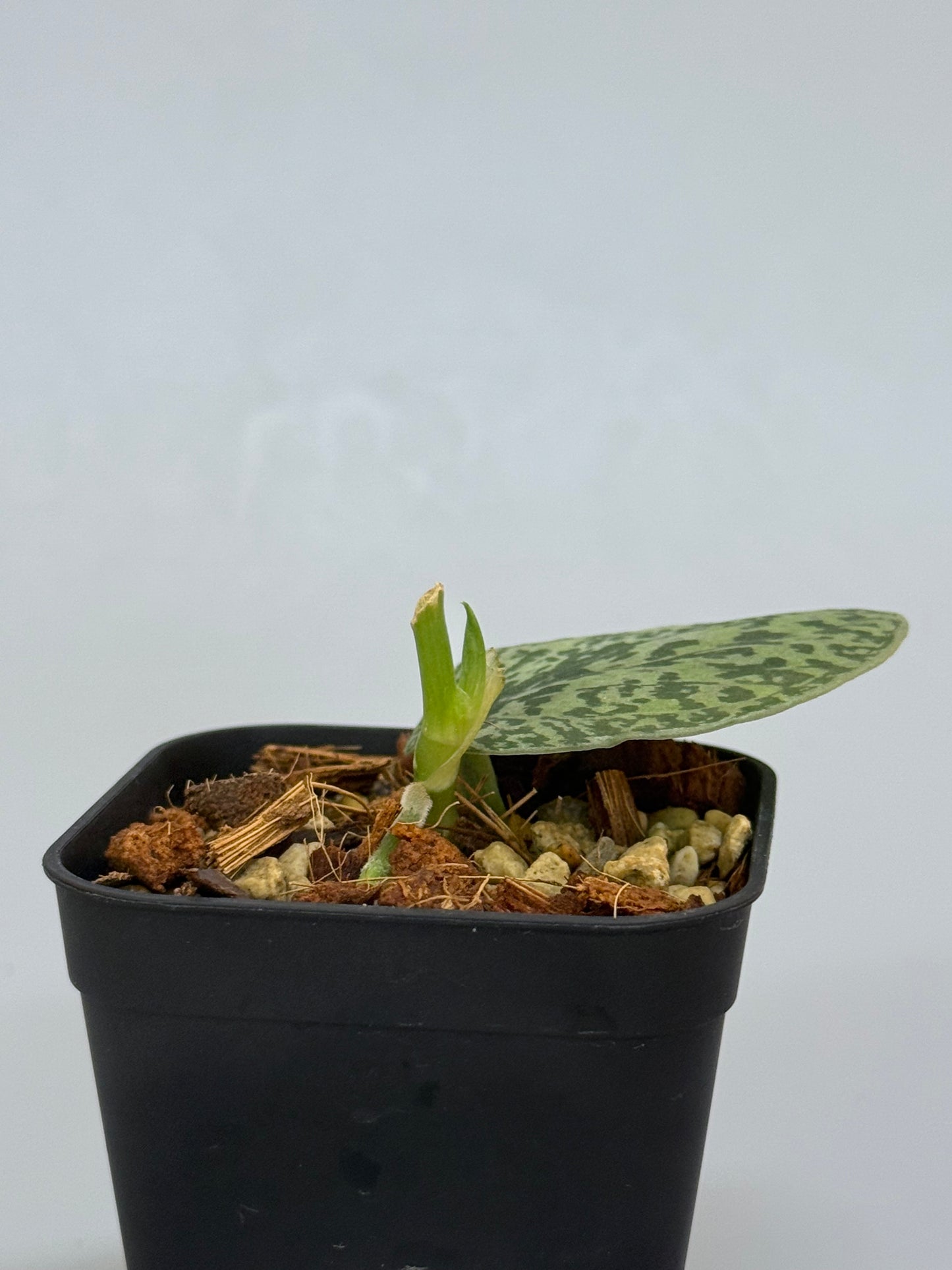 スキンダプサス トリカラー シルバー  / Scindapsus tricolor silver  (1)