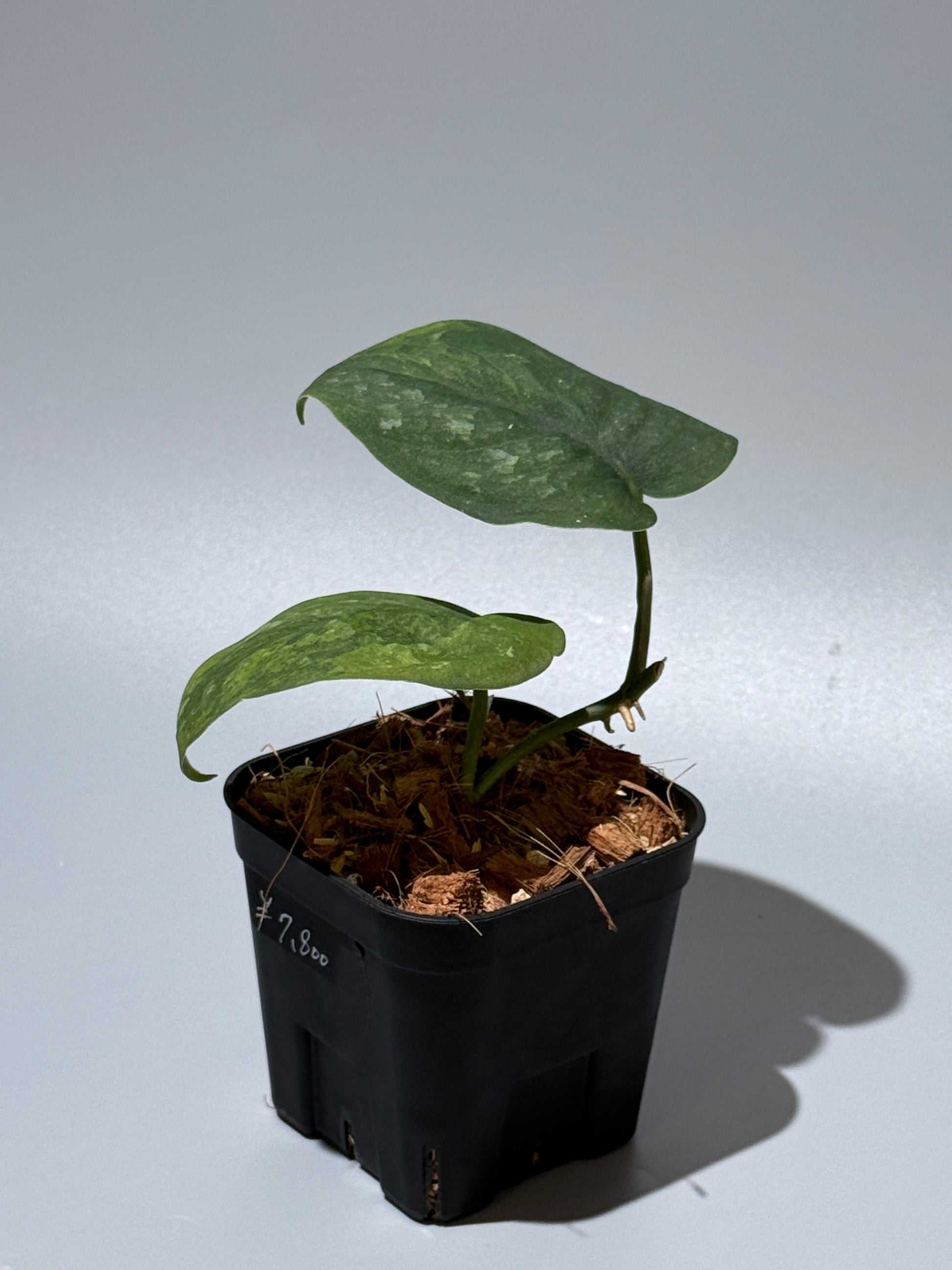 スキンダプサス グリーン ドラゴン / Scindapsus Green dorgon (1)