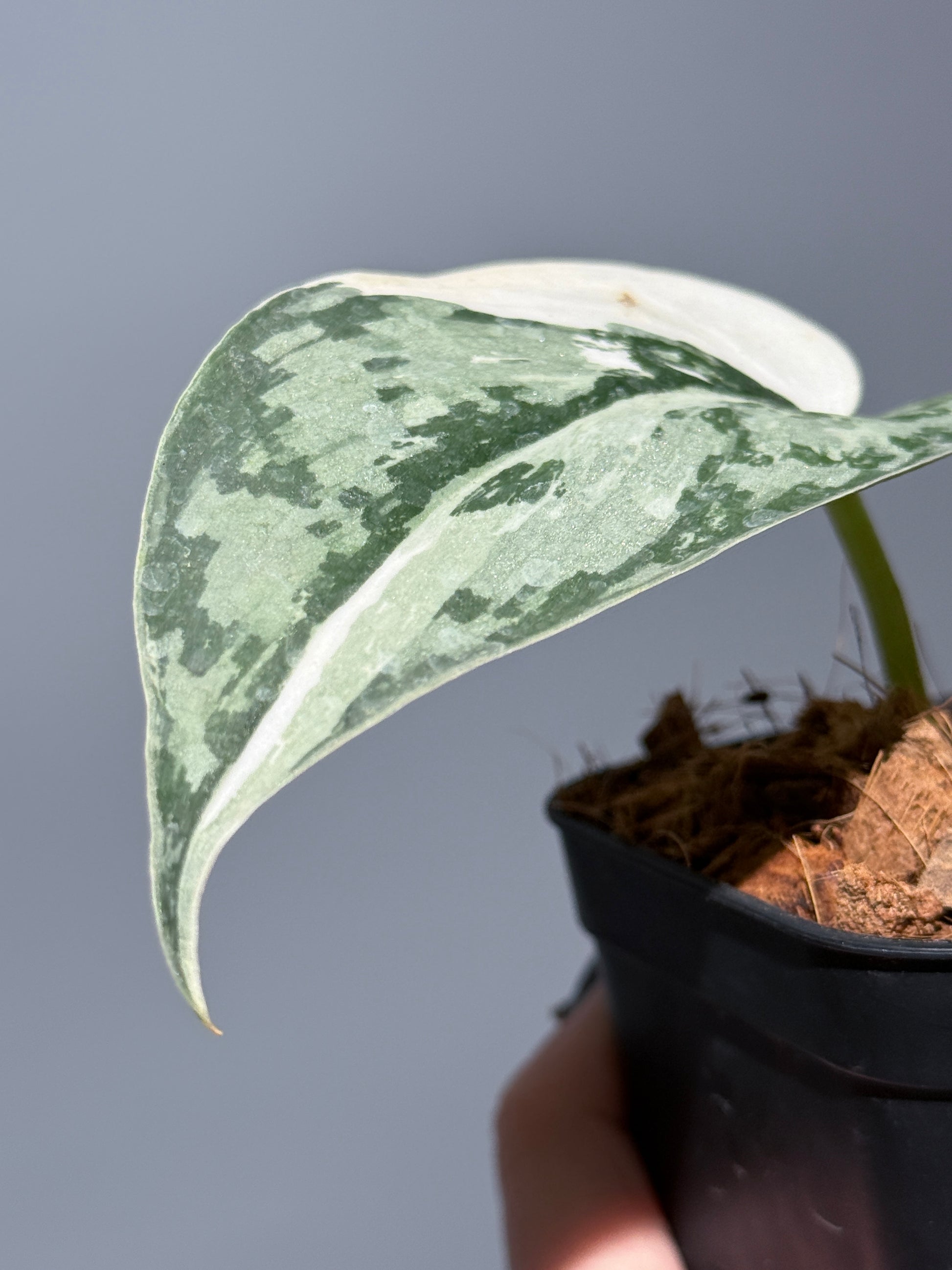 スキンダプサス マリポーサ / Scindapsus Mariposa(1)