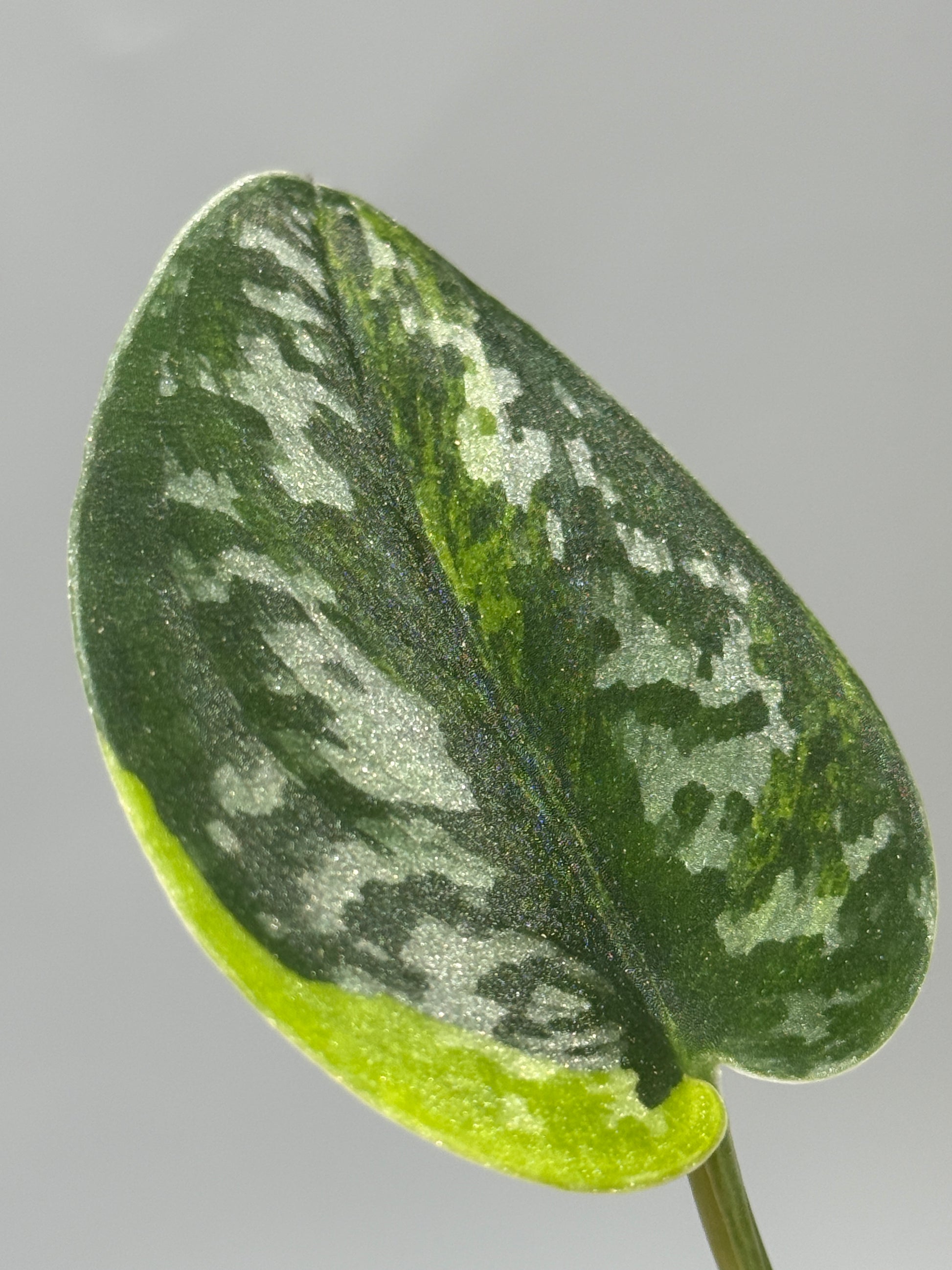 スキンダプサス グリーン ダイヤモンド / Scindapsus Green diamond (1)