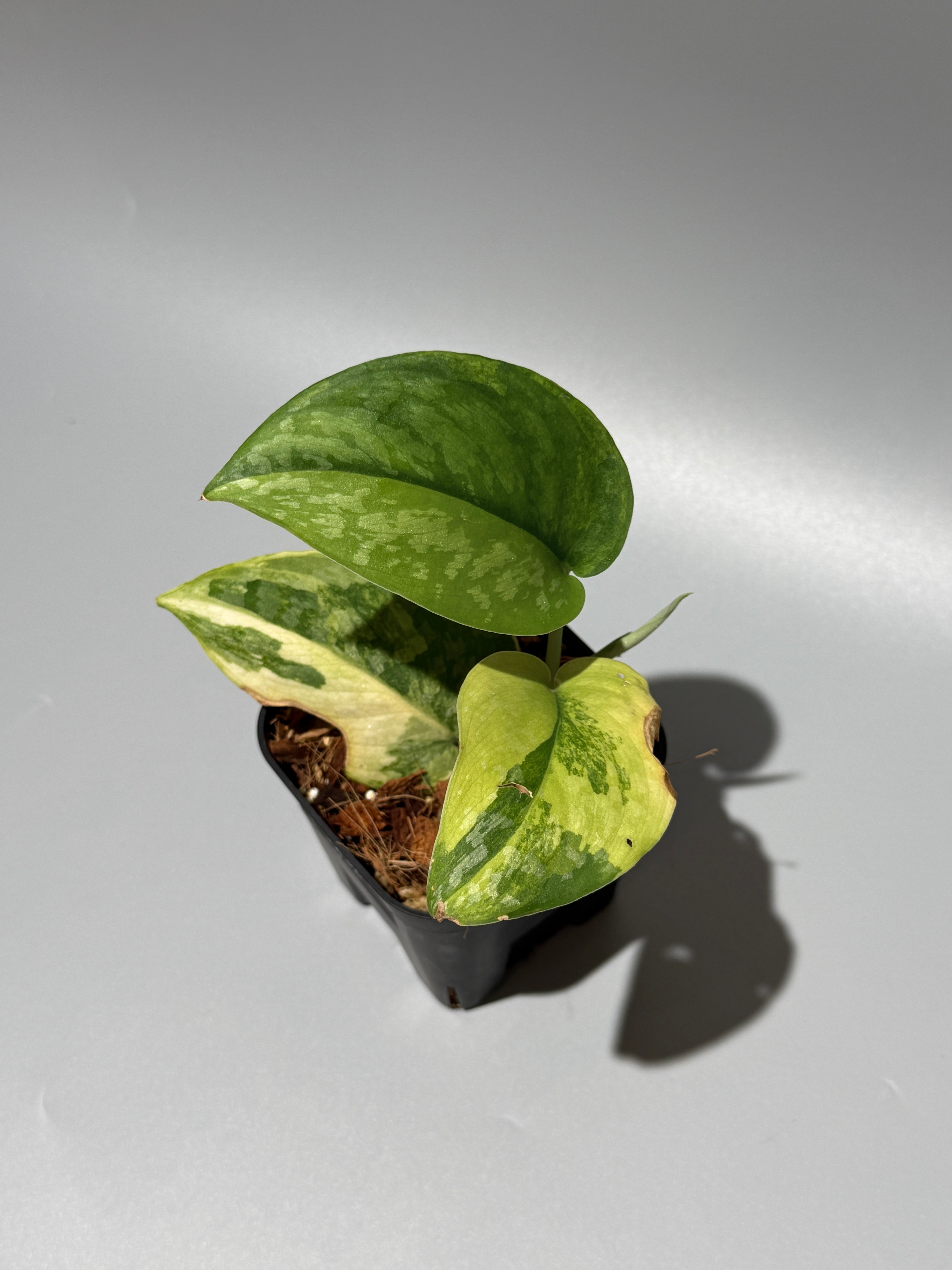 All Plants – Page 2 – Nakayama-Plants