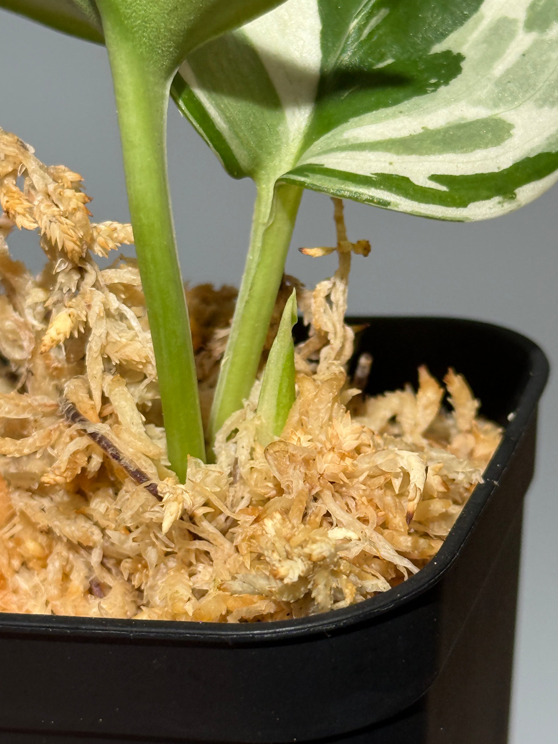スキンダプサス トレビー ムーンライト 斑入り  / Scindapsus treubii moonlight var. (2)