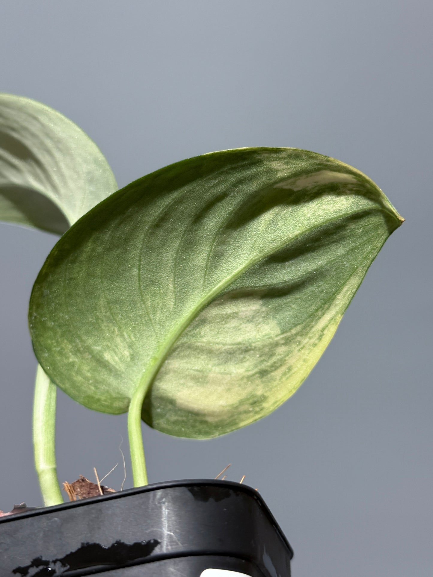 スキンダプサス ジェイドサテン オーレア  / Scindapsus jadesatin aurea (2)