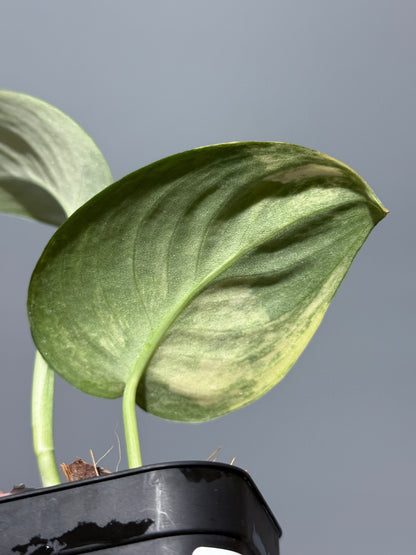 スキンダプサス ジェイドサテン オーレア  / Scindapsus jadesatin aurea (2)