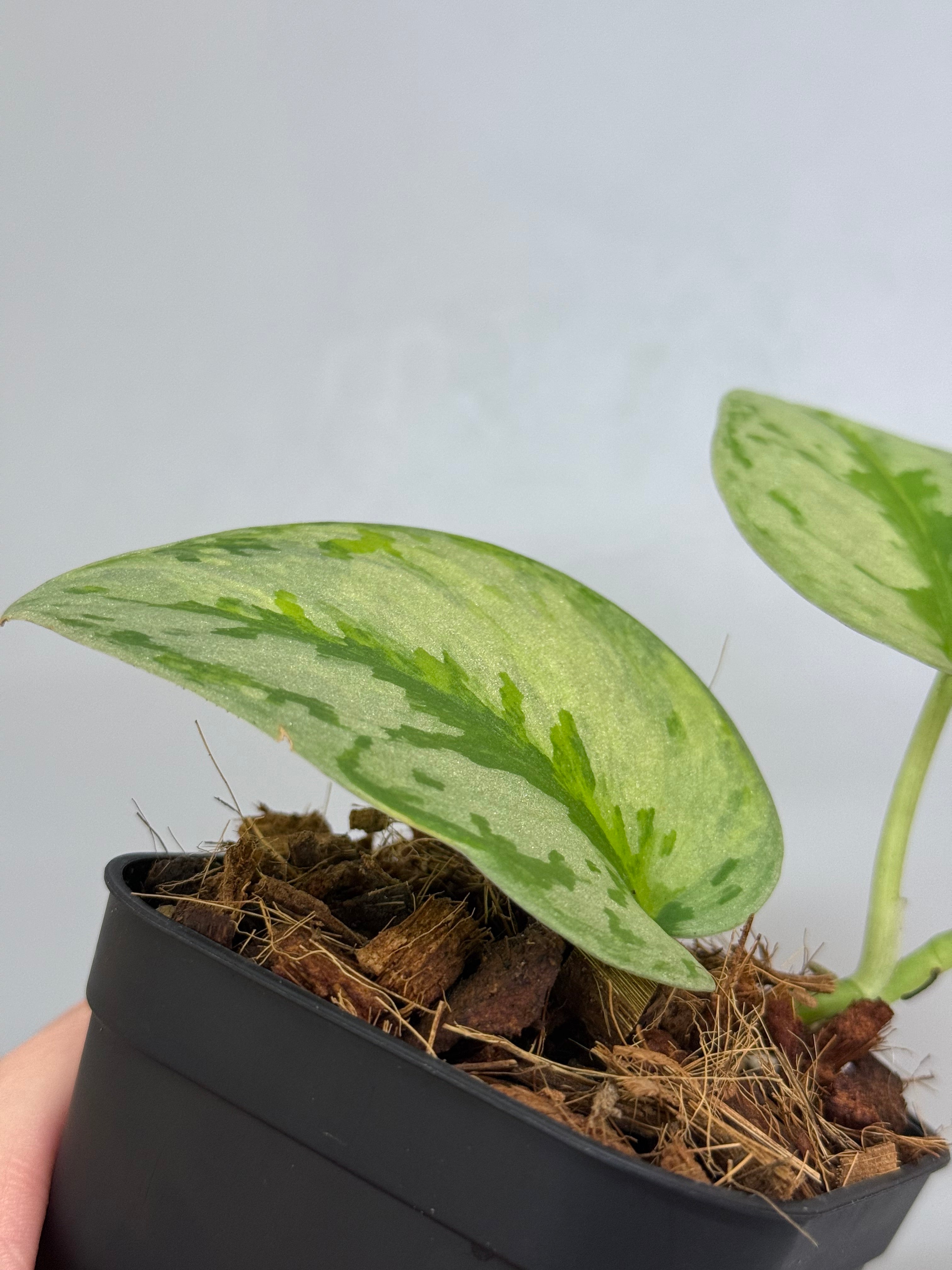 スキンダプサス ユパ / Scindapsus Yupa (1) – Nakayama-Plants