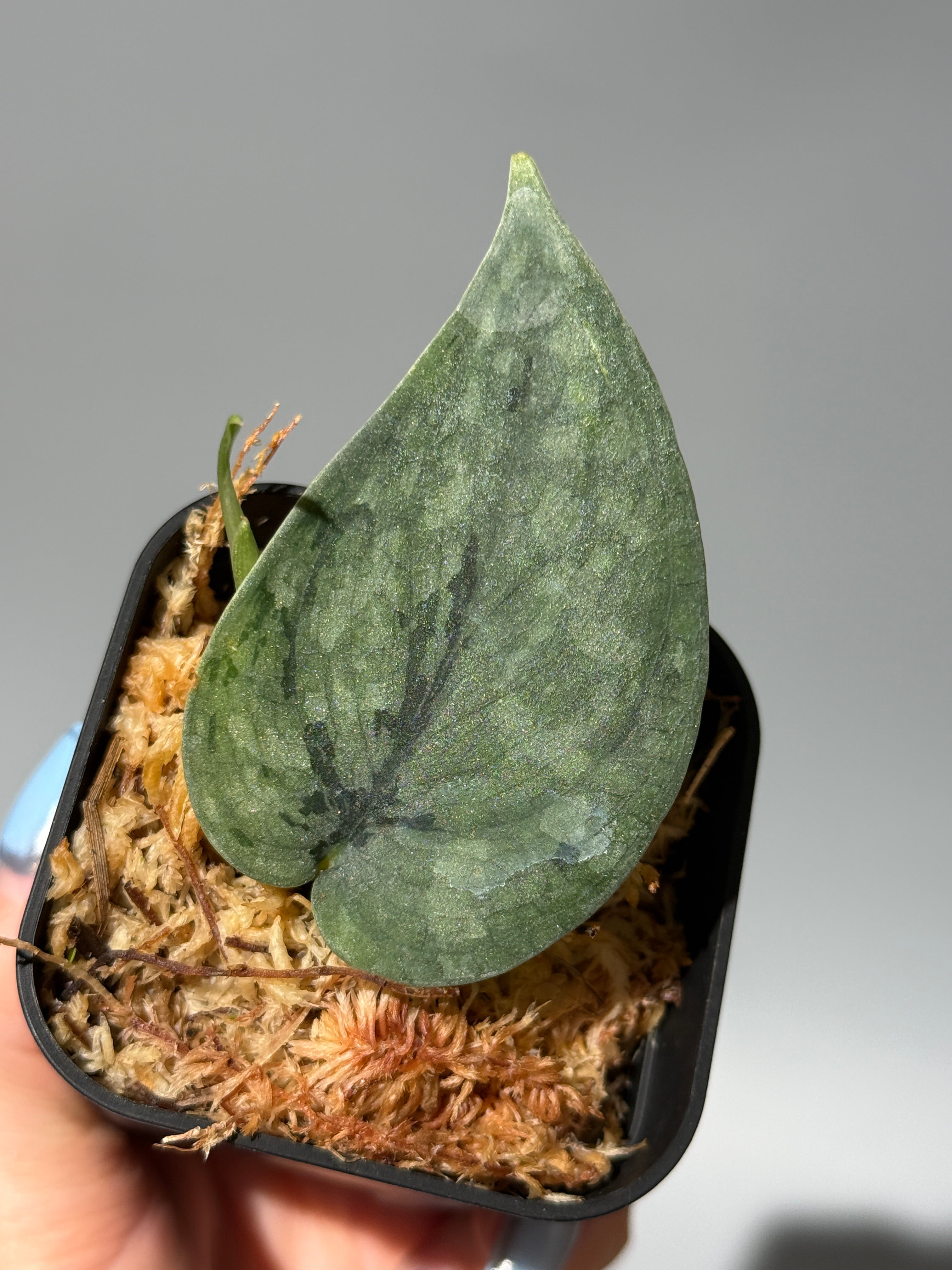 新着商品 – Nakayama-Plants